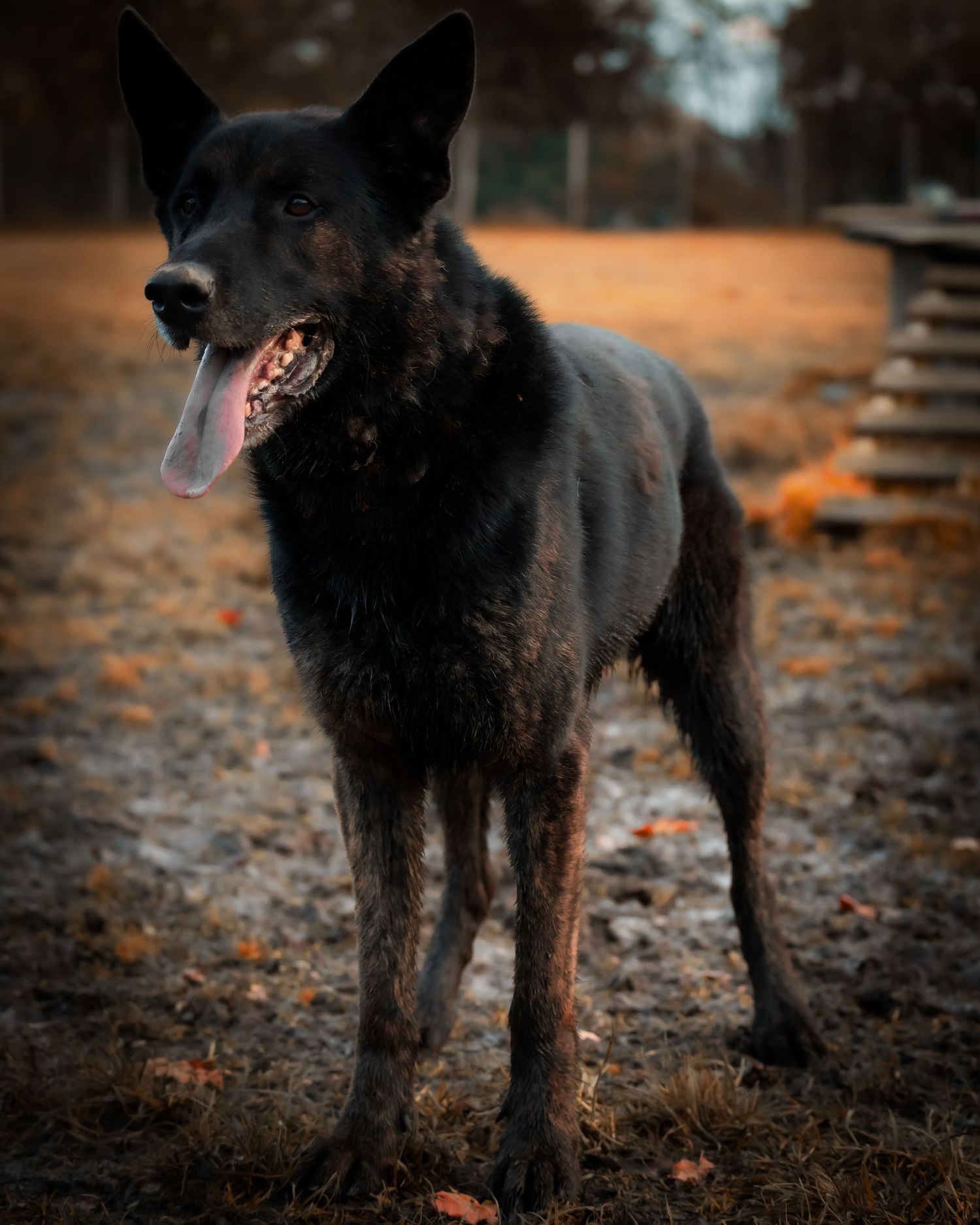 young sled / shepard type dog portrait