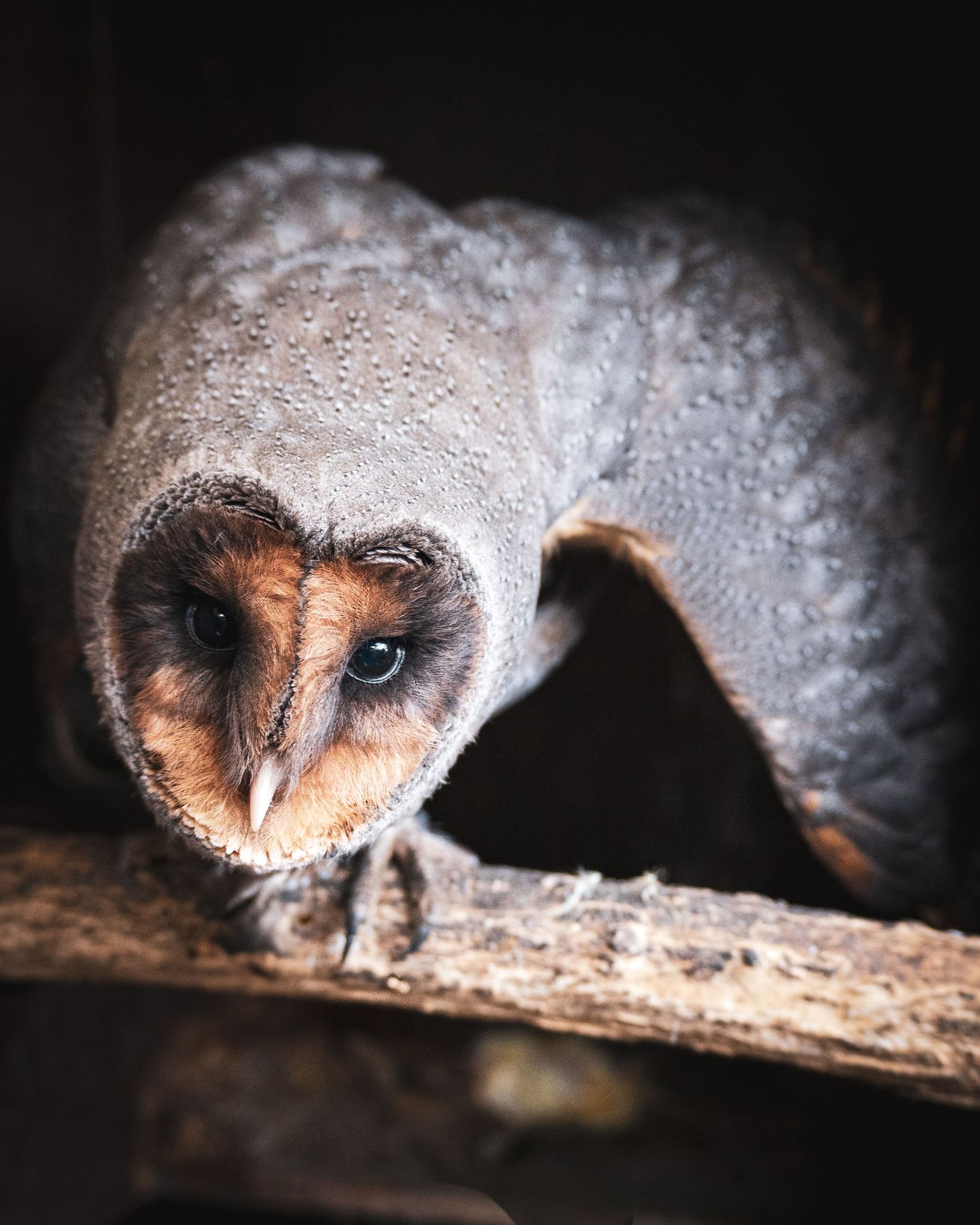 black barn owl on a branch ducking down