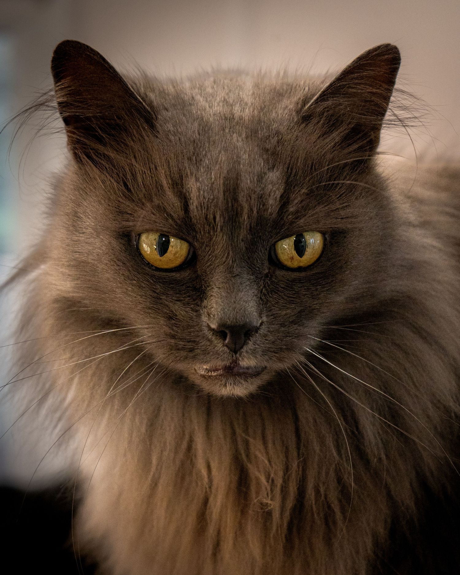 brown fluffy cat