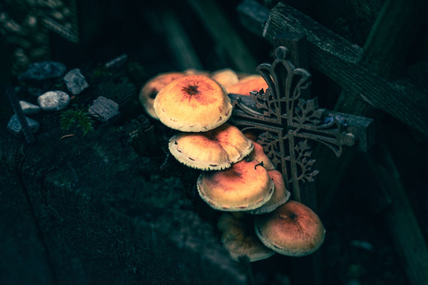 Orange mushrooms growing near religious crosses in a dark forest setting.