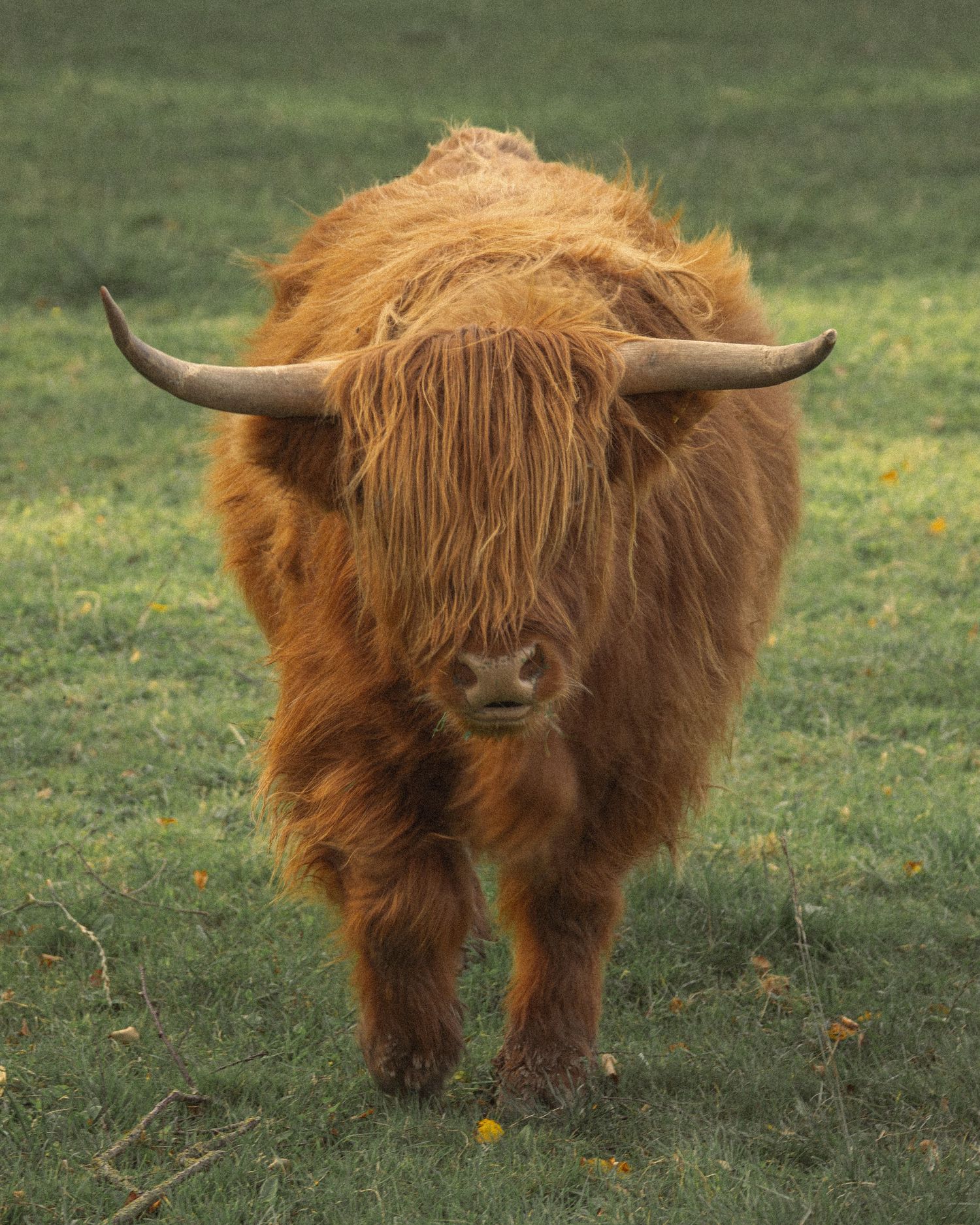 Highland cow with long horns and shaggy reddish-brown fur standing in grass field.