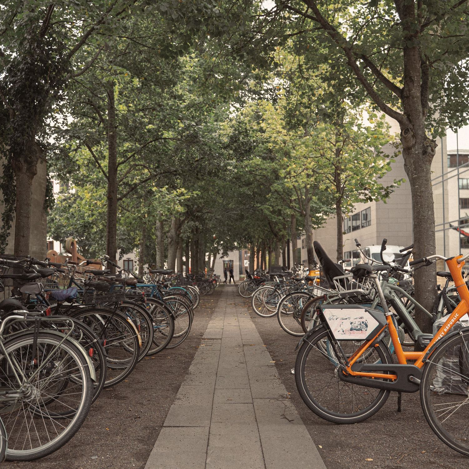 Tree-lined urban pathway with numerous parked bicycles along both sides.