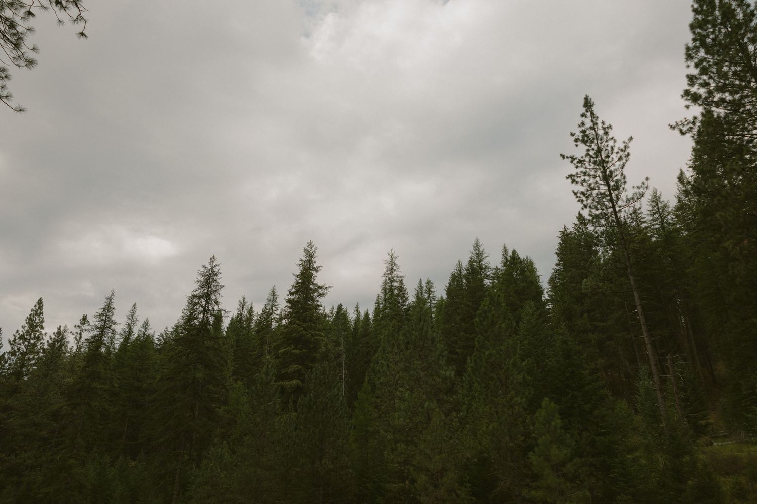 Evergreen forest stretches into the distance under a cloudy sky with tall pine trees lining the landscape.