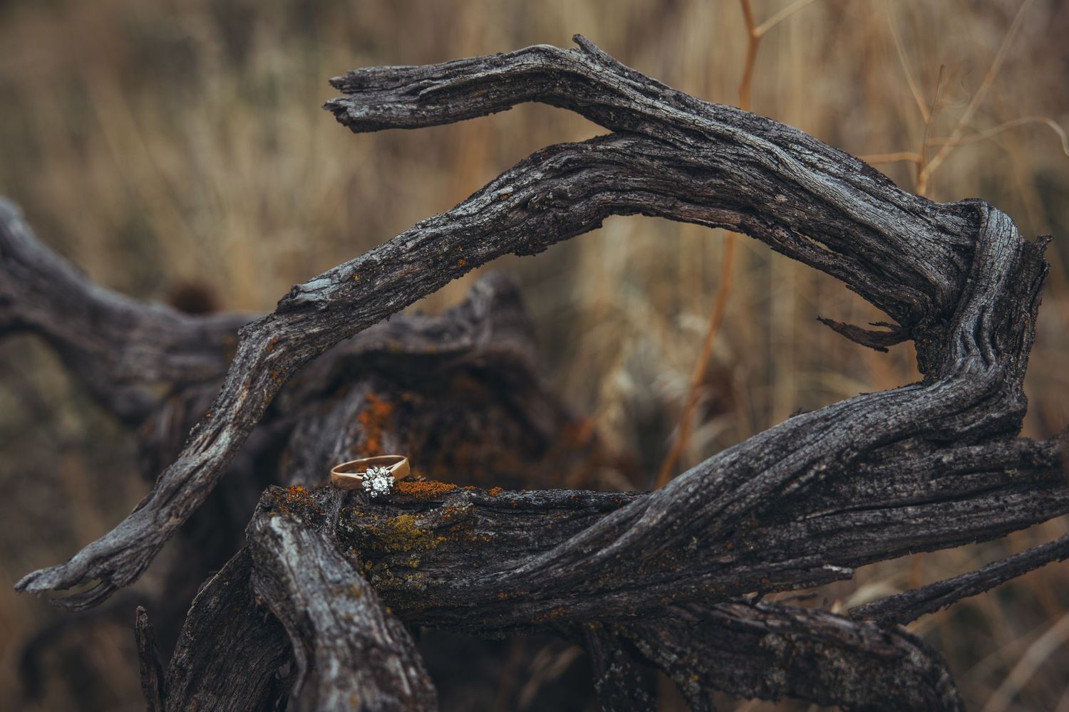 A twisted, gnarled tree branch against a cloudy sky in a natural setting.