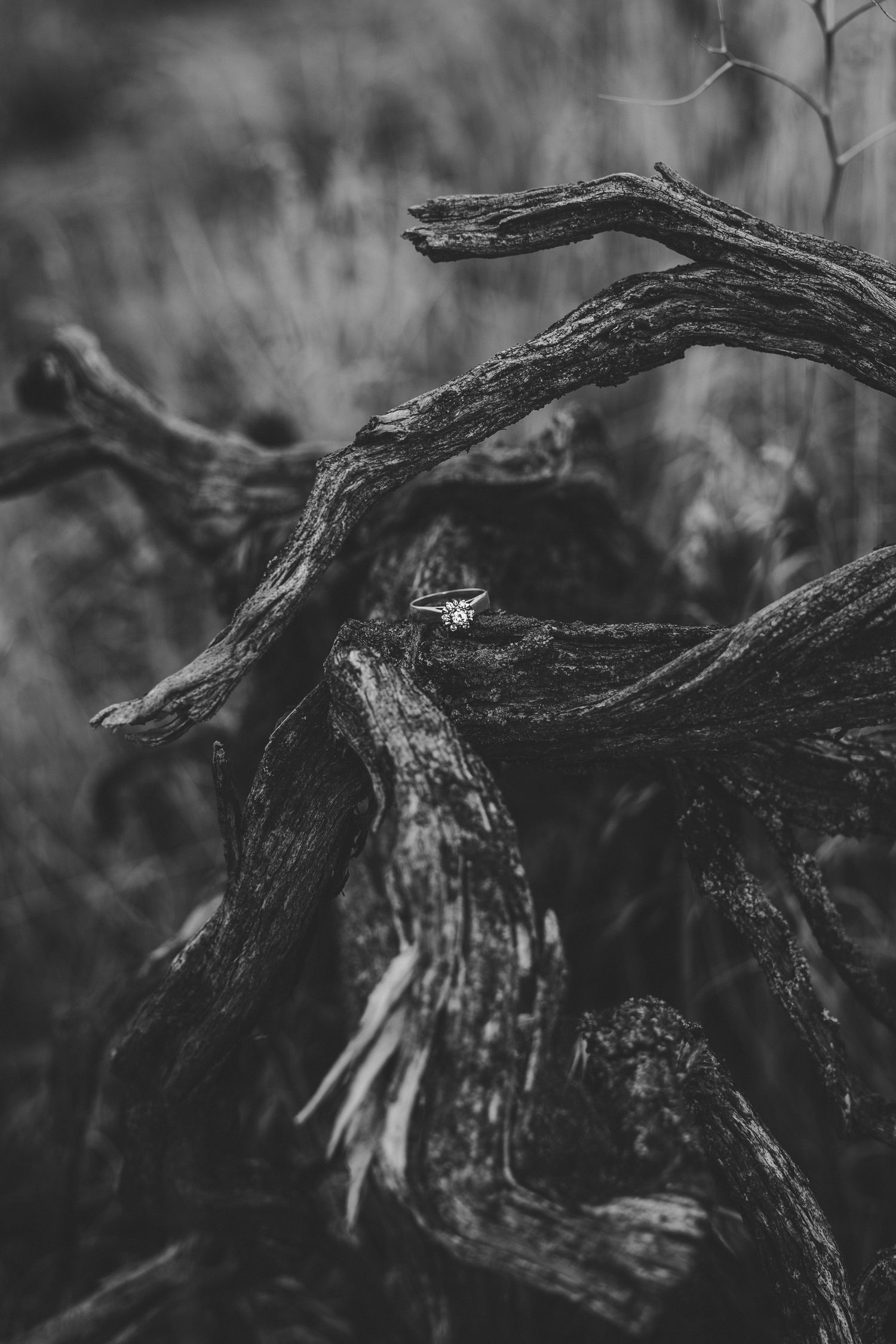 Weathered tree branches with twisted patterns in moody black and white photography.