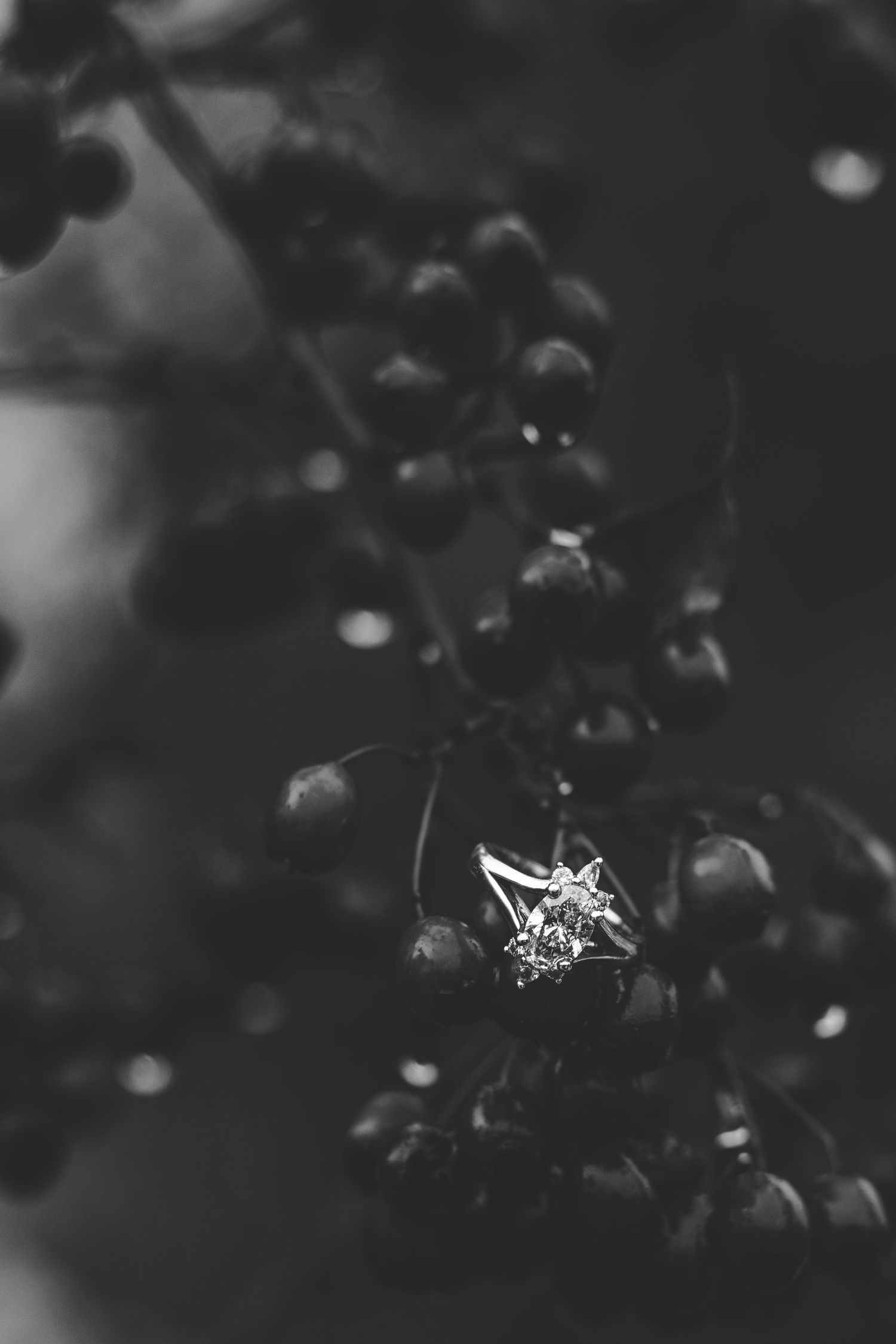 Macro shot of delicate flowers and buds in black and white.
