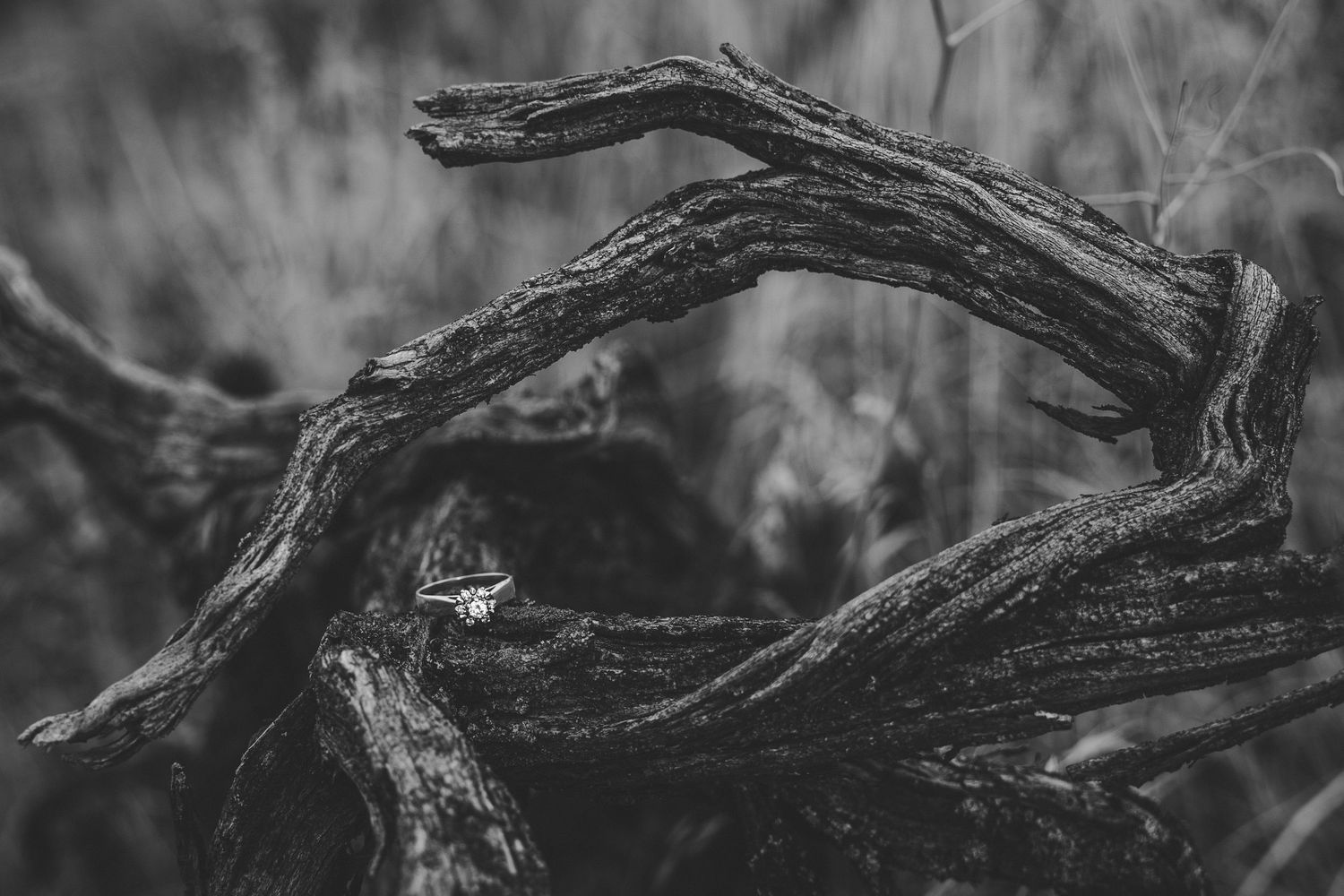 Gnarled tree branches create dramatic silhouettes against a moody sky in black and white.