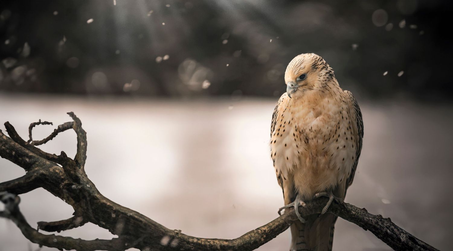 Close-up nature photography of a dove perched on a bare tree branch in soft focus.