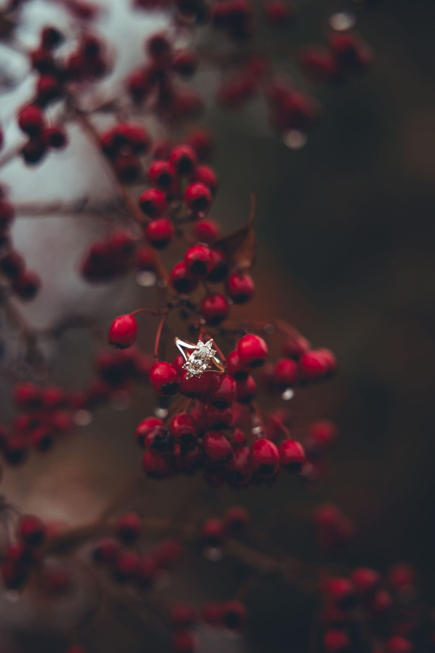Close-up of vibrant red winter berries with soft bokeh background.