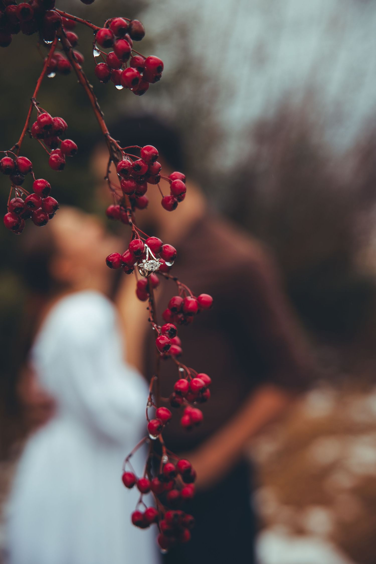 Bright red winter berries in focus with a soft blurred romantic background.
