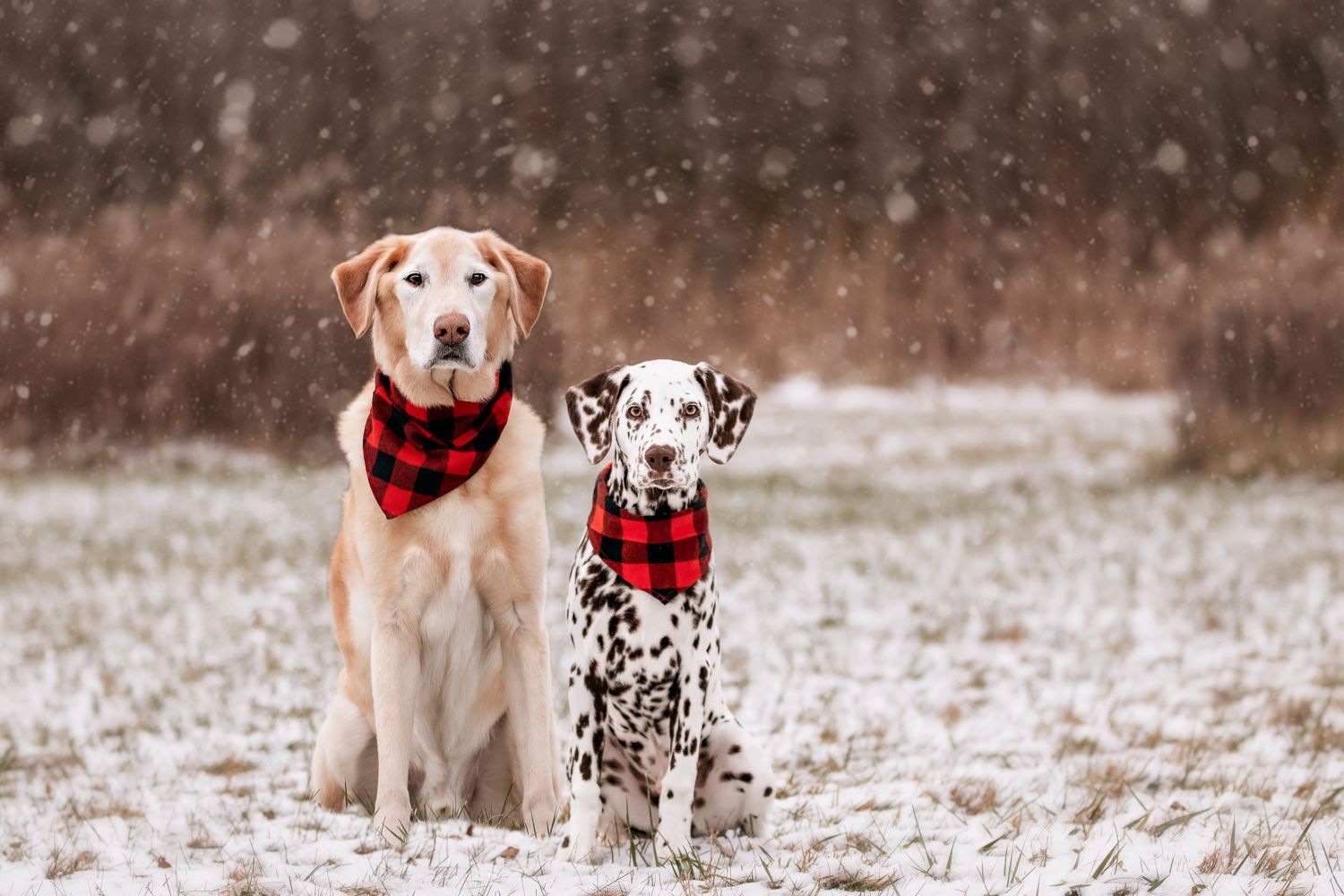 Two dogs wearing red bandanas pose in the snow - a yellow Lab and a Dalmatian.