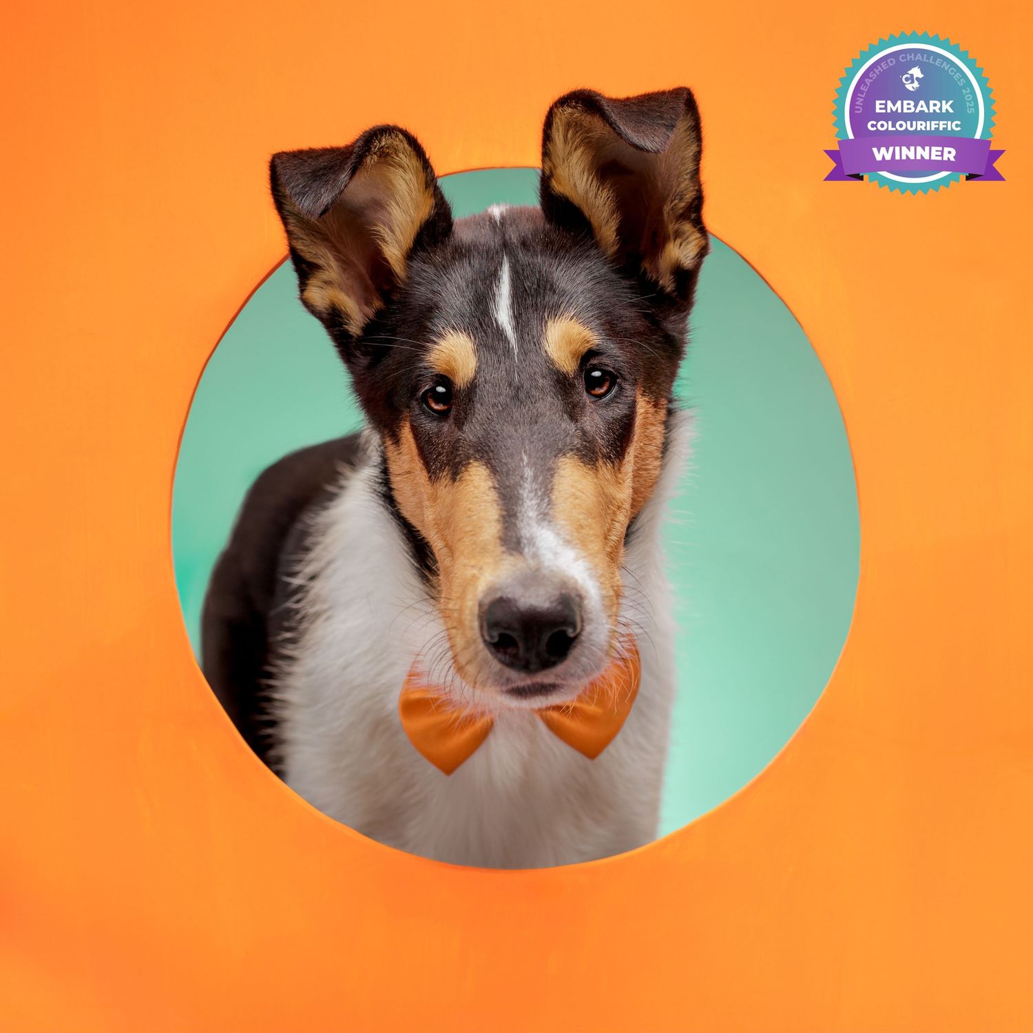 A tricolor Collie puppy wearing an orange bow tie peers through a circular hole against a vibrant orange background.