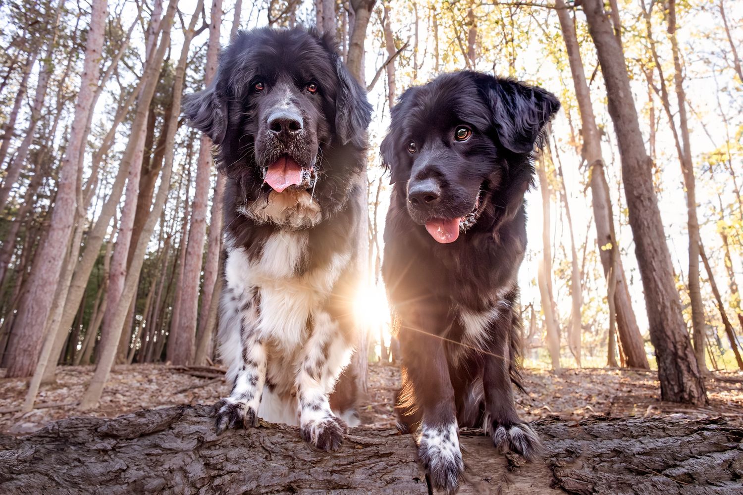 Two happy mixed breed dogs standing together in a sunlit forest setting.