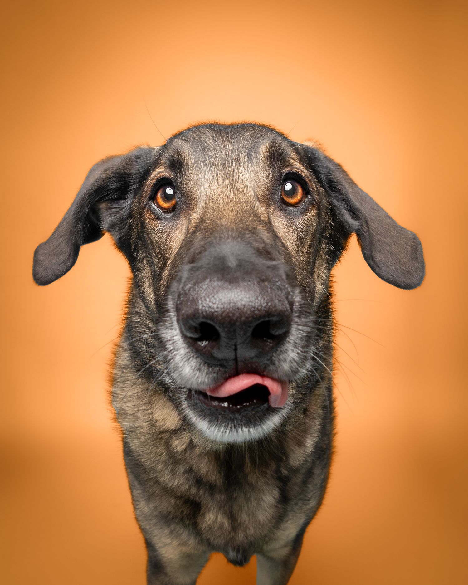 Close-up portrait of playful mixed breed dog with tongue out against orange background.