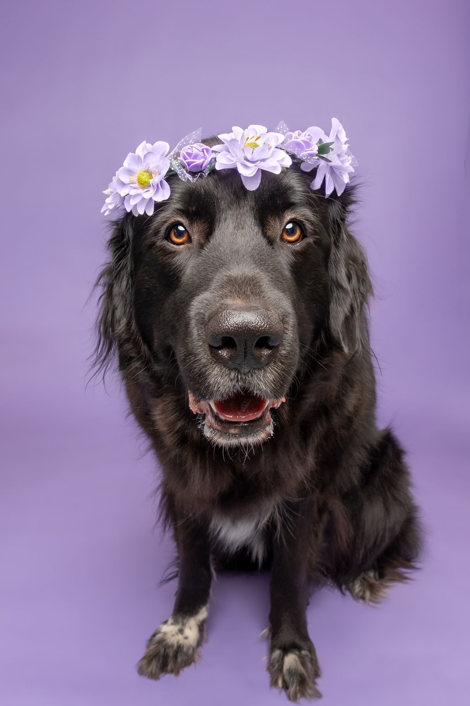 Black dog wearing purple flower crown against lavender background in studio portrait.