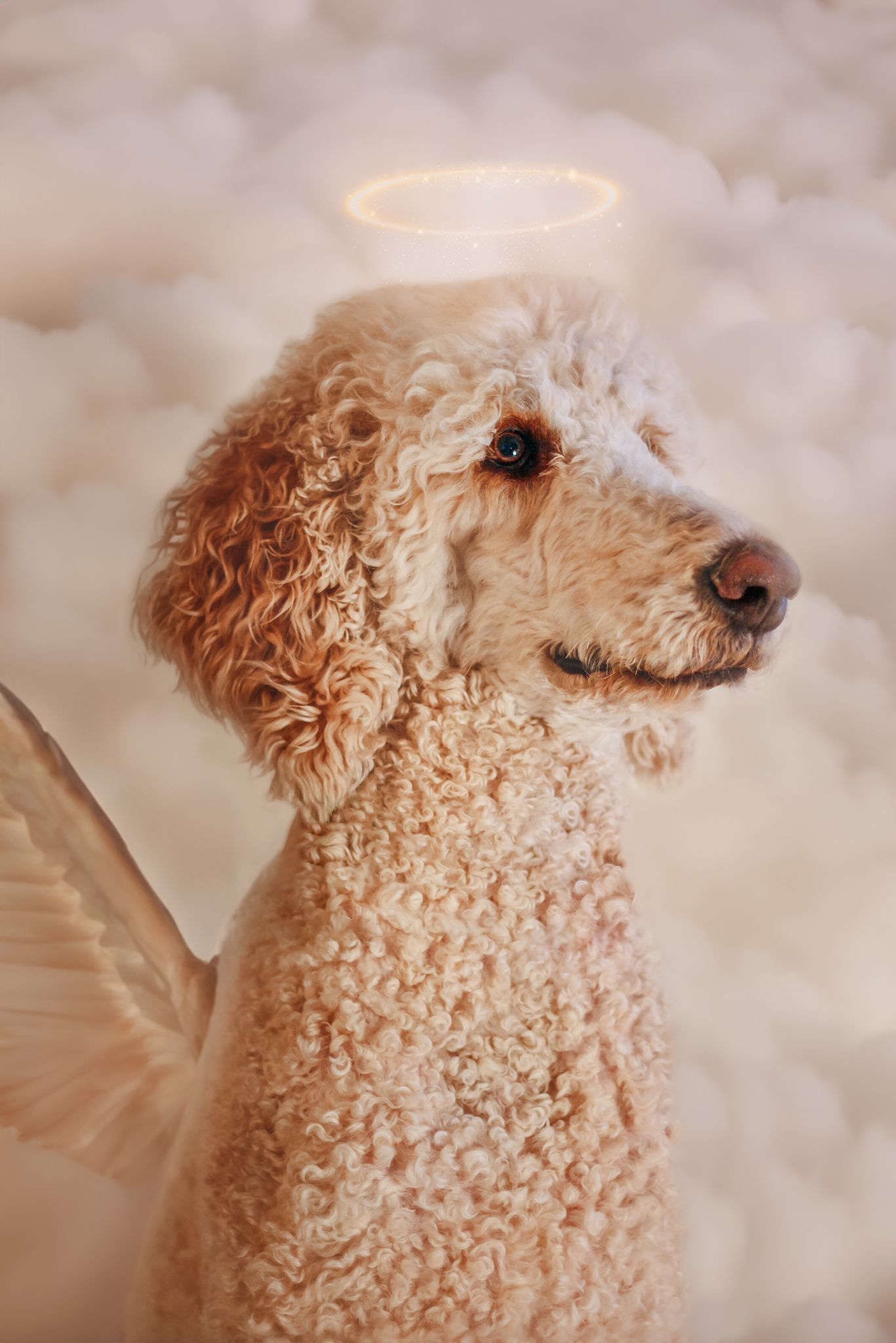 Angelic poodle dog with curly cream fur photographed in dreamy sepia tones.