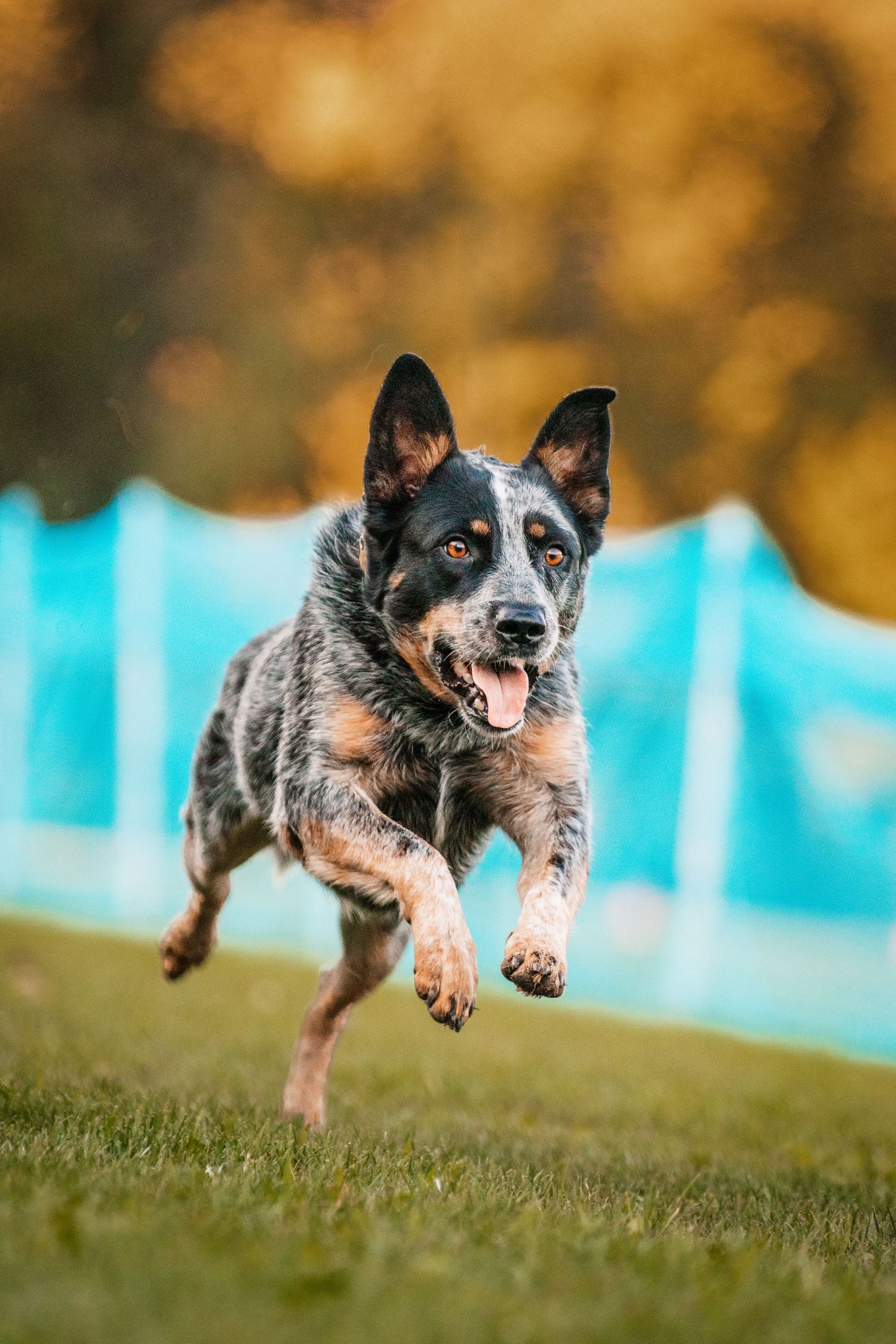 Australian cattle dog leaping joyfully through the air with a happy expression against a blurred autumn background.