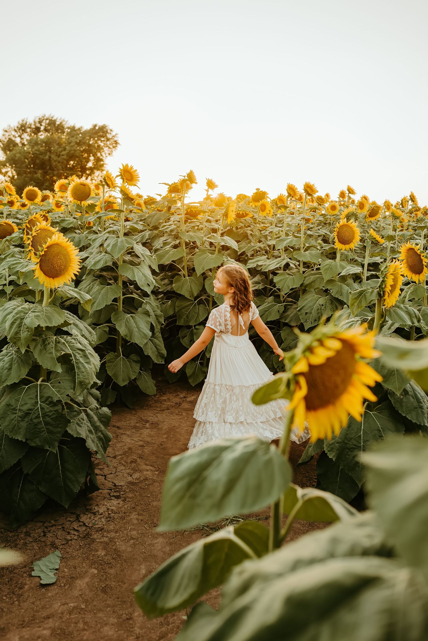 A girl in a white lace dress walks through a stunning sunflower field at golden hour sunset.