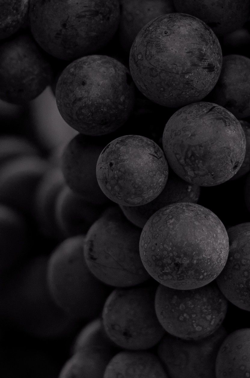 photo macro d'une grappe de raisin rouge en noir et blanc