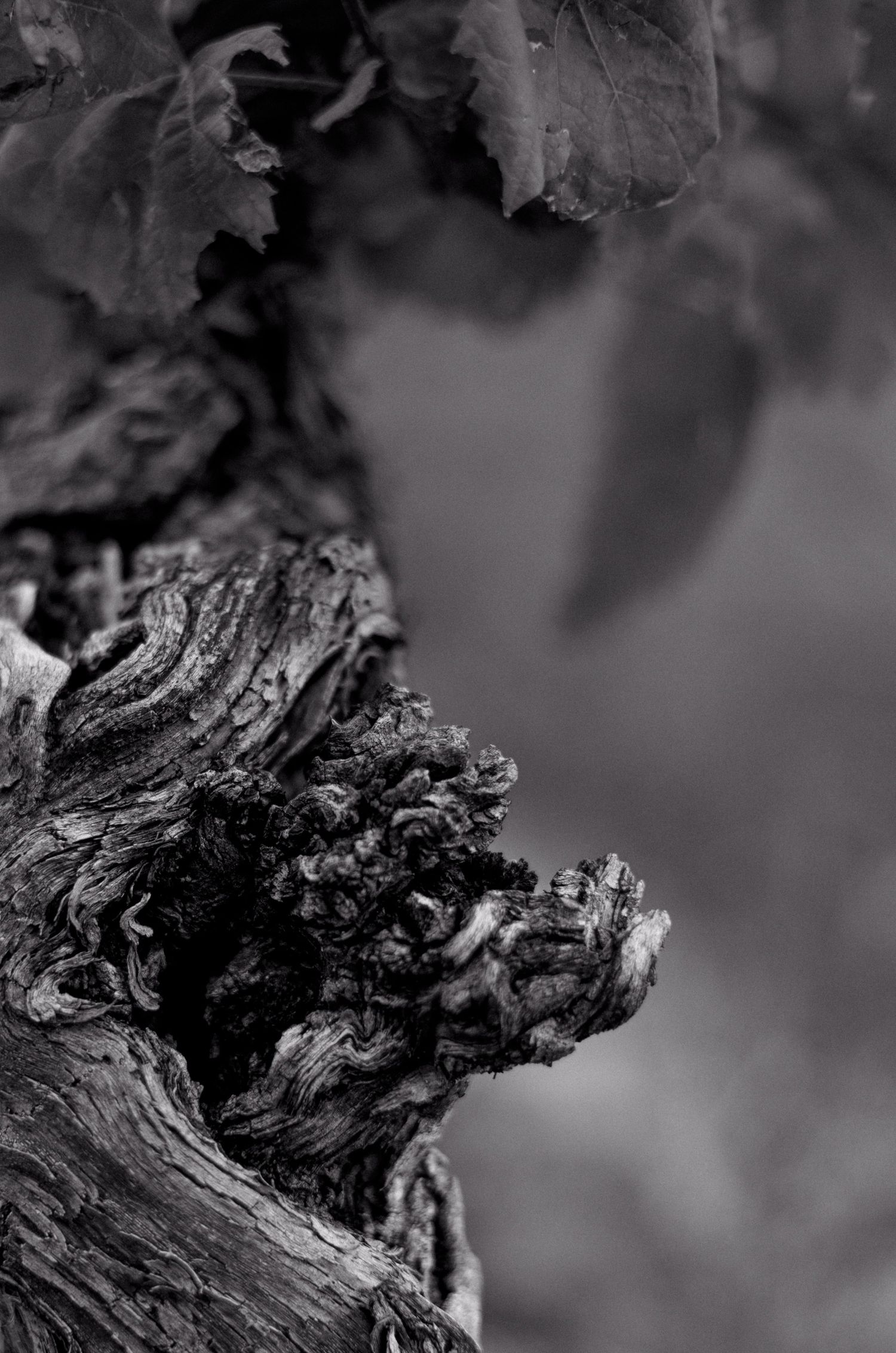 photo macro d'un pied de vigne en noir et blanc