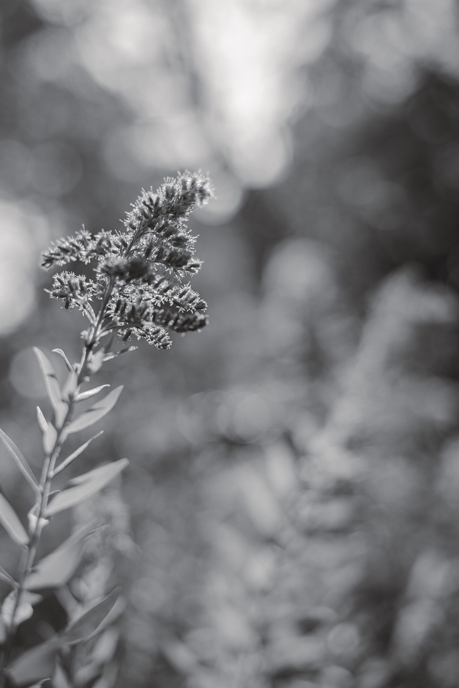photo de fleurs jaune en noir et blanc