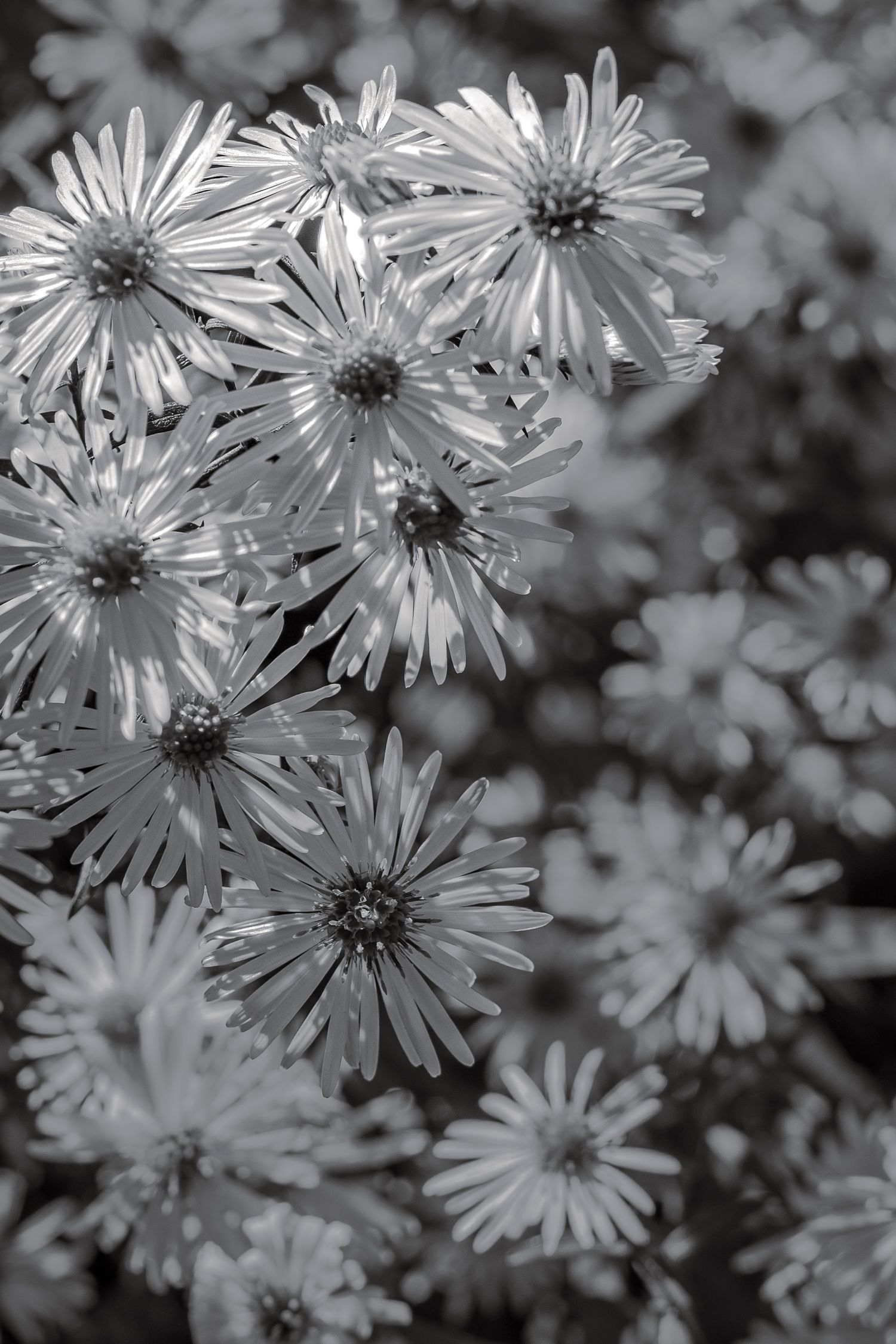 photo macro de fleurs en noir et blanc