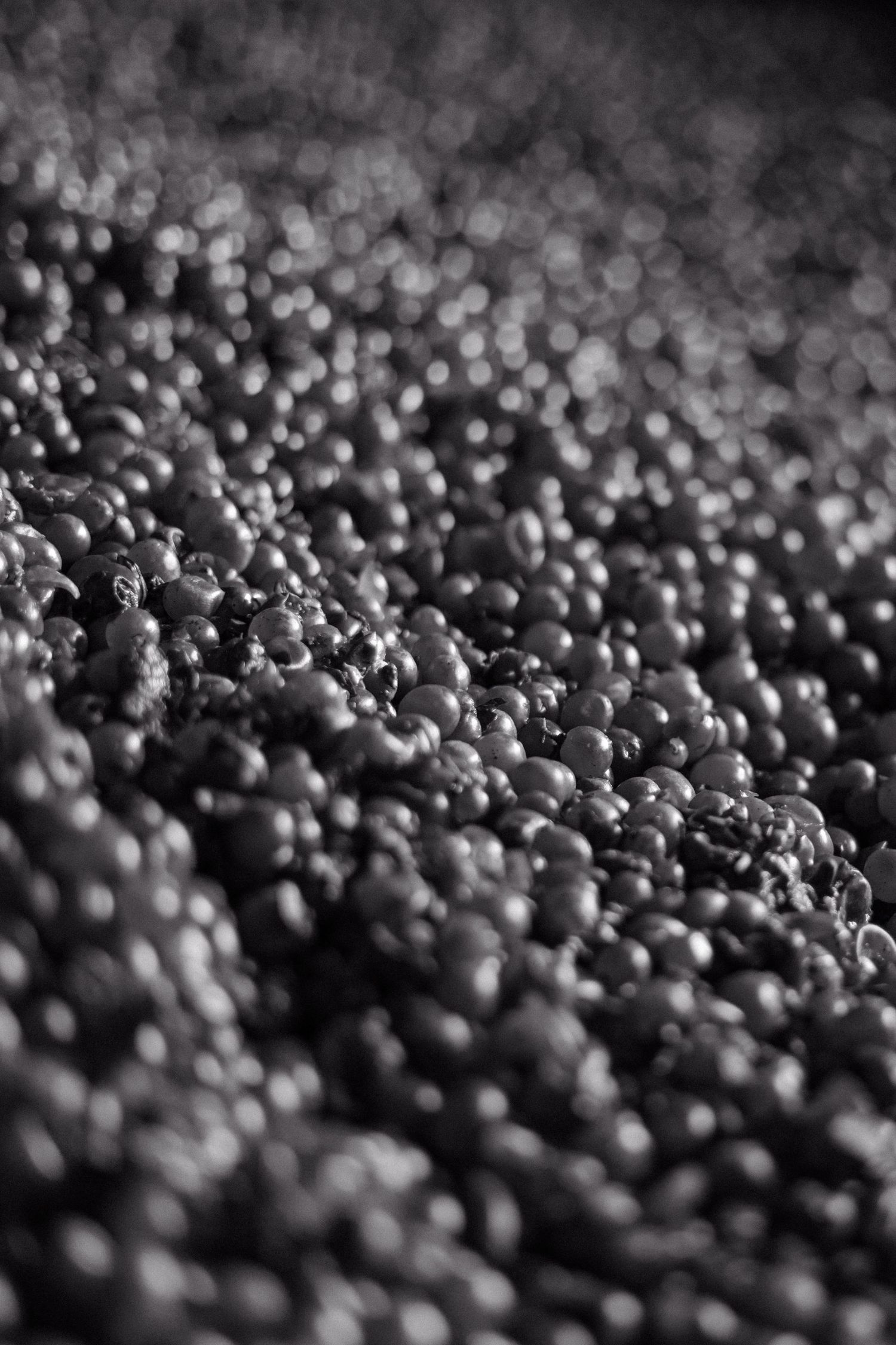 photo en noir et blanc de raison pendant les vendanges