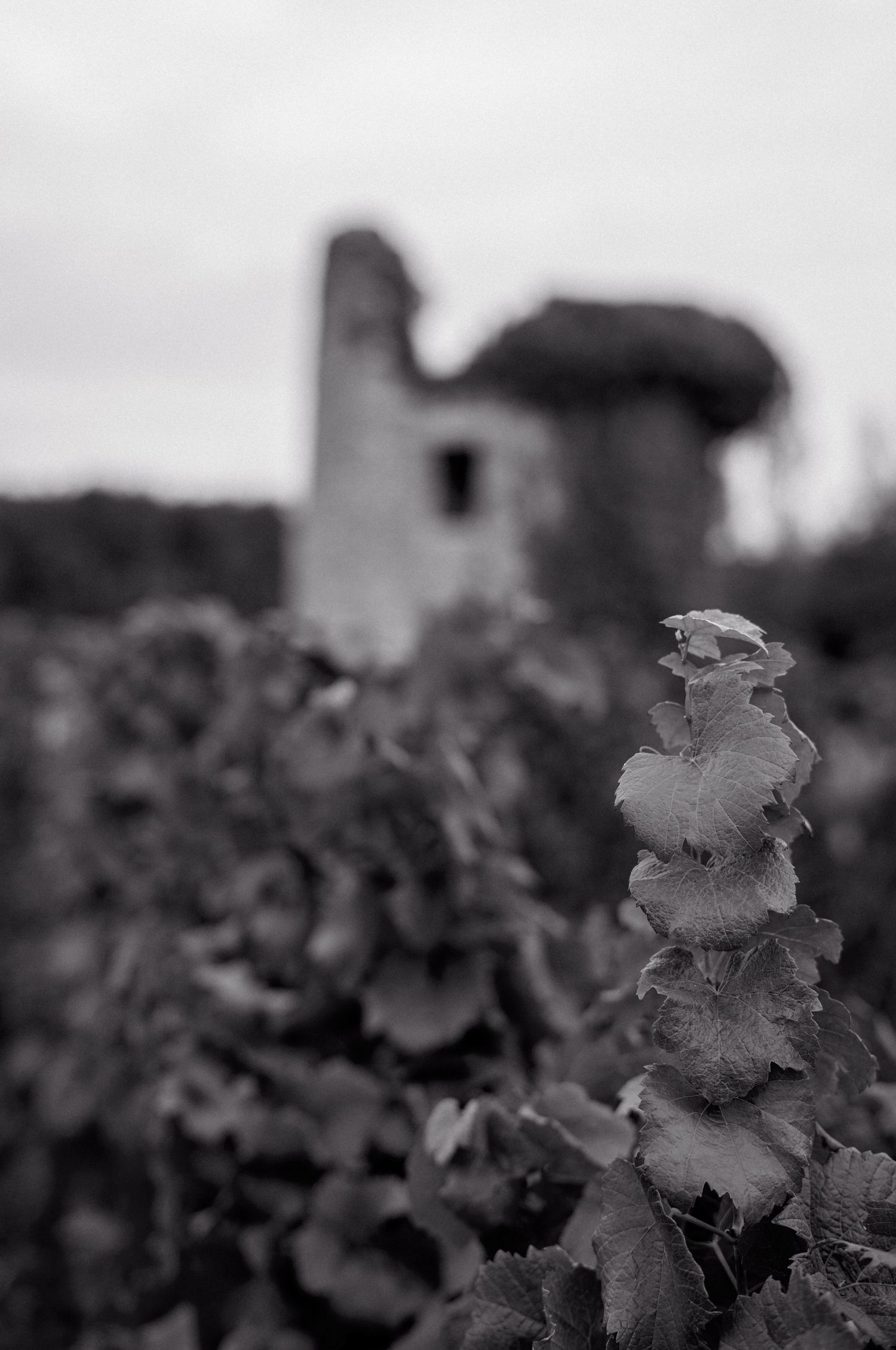 photo de vignes en noir et blanc