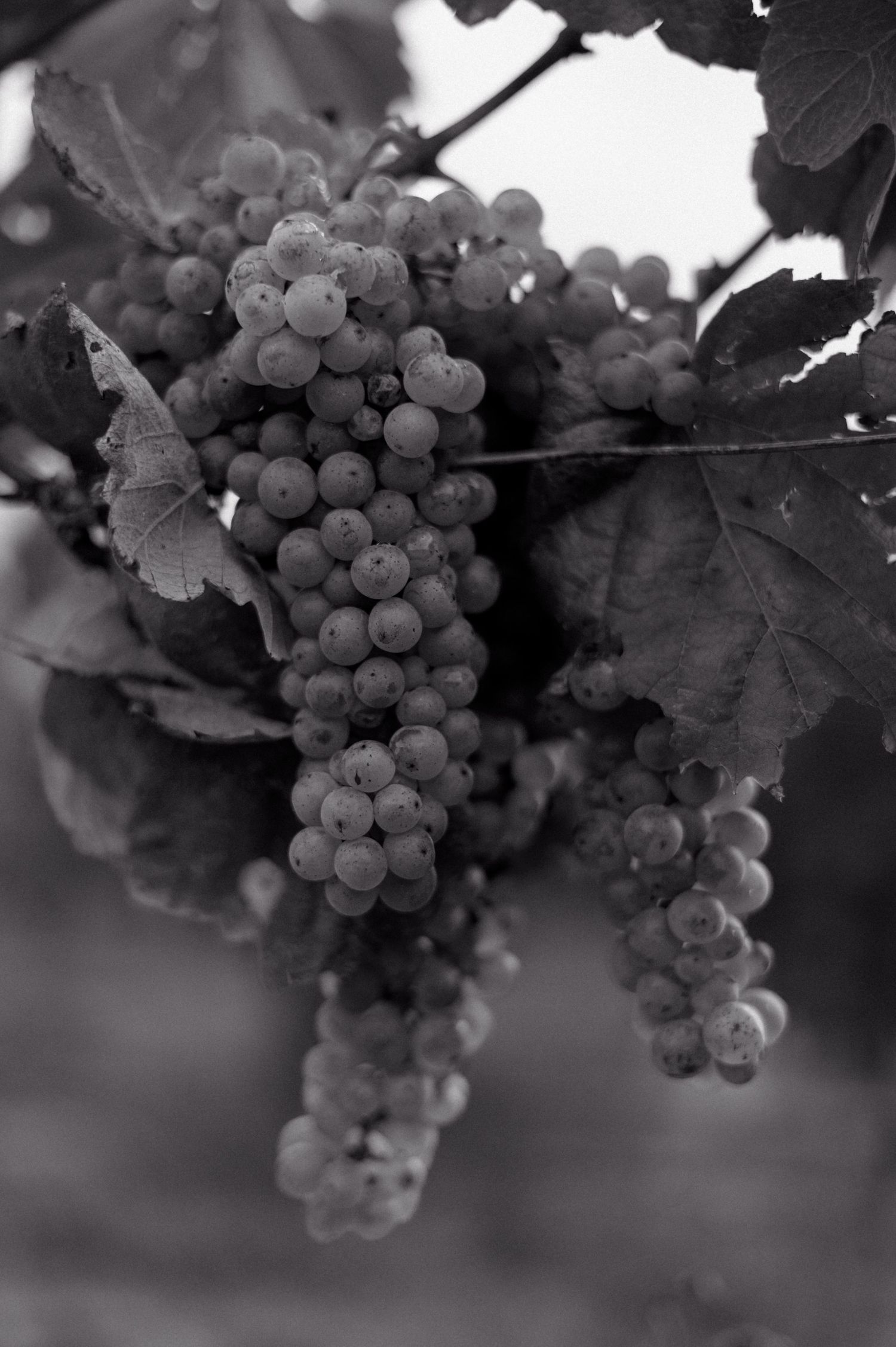 photo de grappes de raisin en noir et blanc