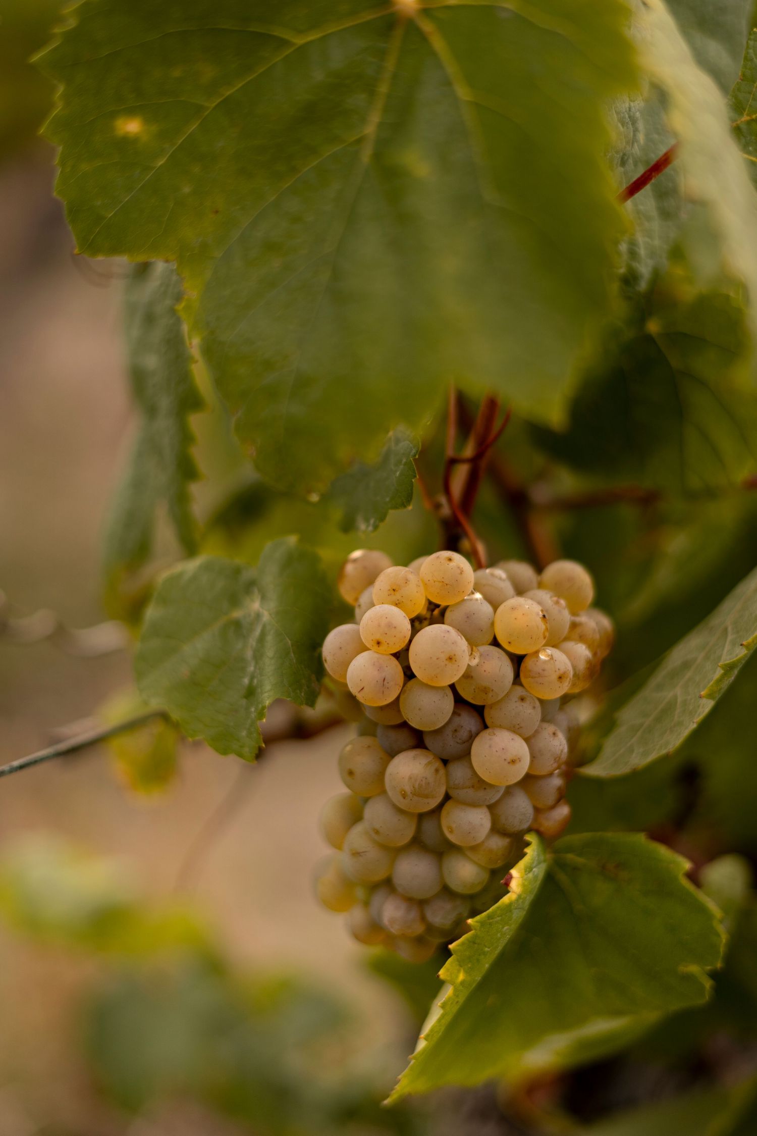 photo de grappe de raisin
