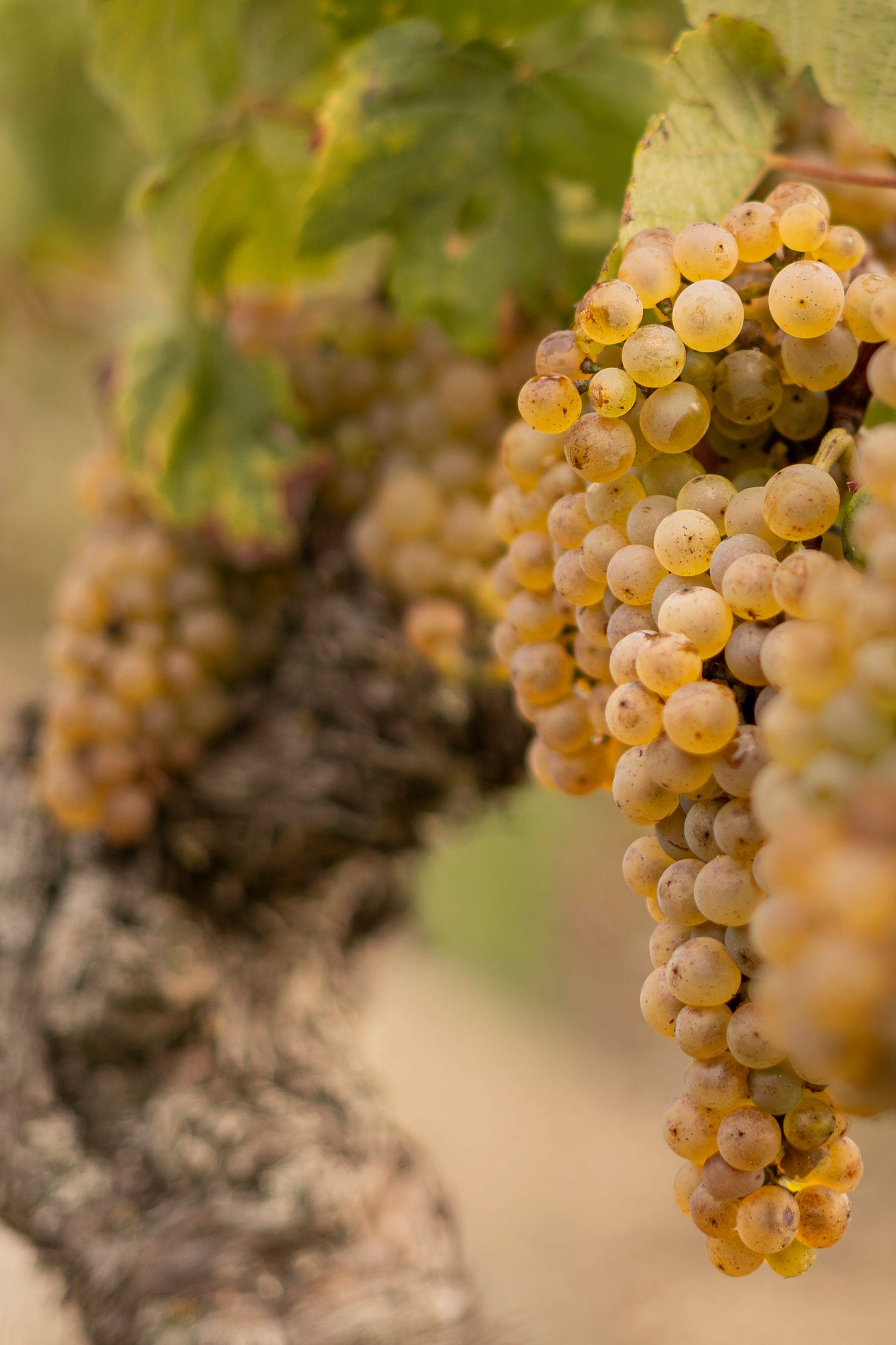 photo d'un pied de vigne avec une belle grappe de raisin