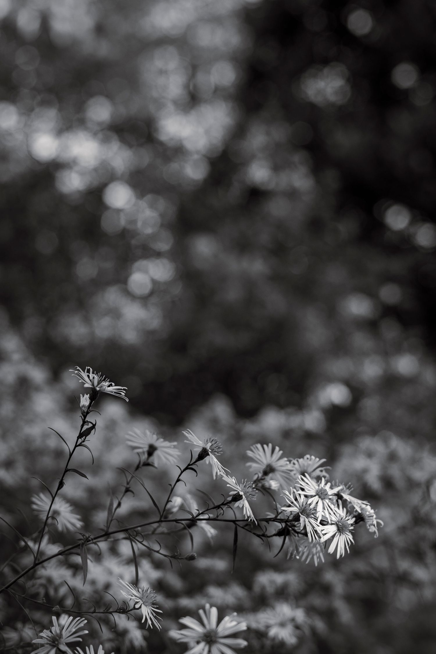 photo de fleurs en noir et blanc