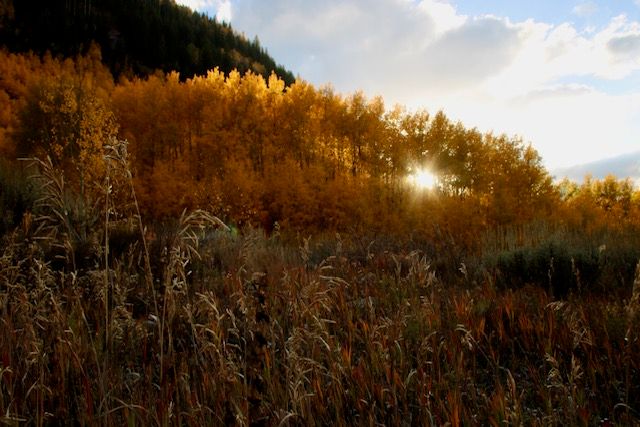 Golden autumn aspen trees line a mountain ridge under dramatic cloudy skies at sunset.