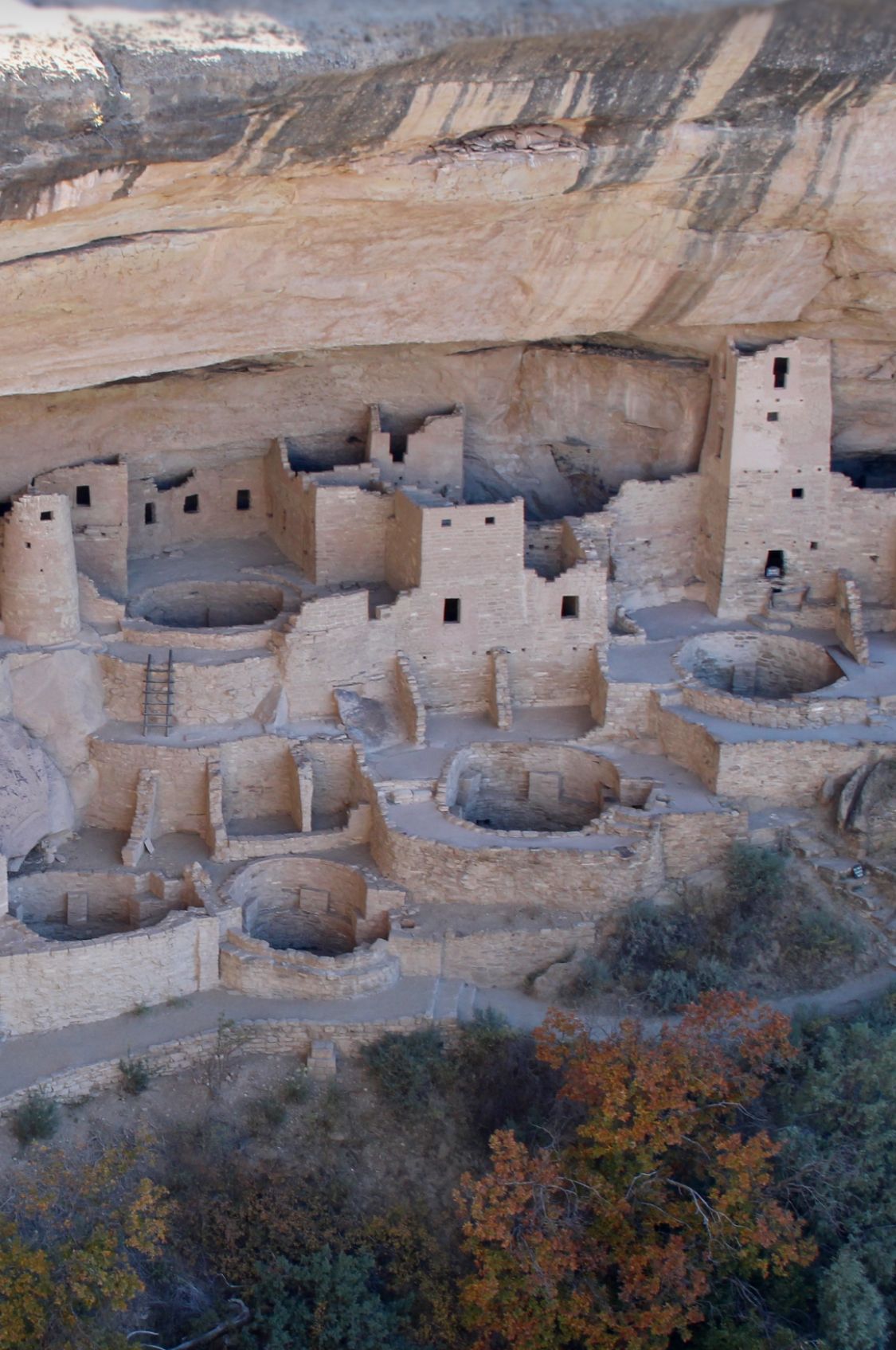 Ancient cliff dwellings at Mesa Verde National Park with autumn foliage visible in the foreground.