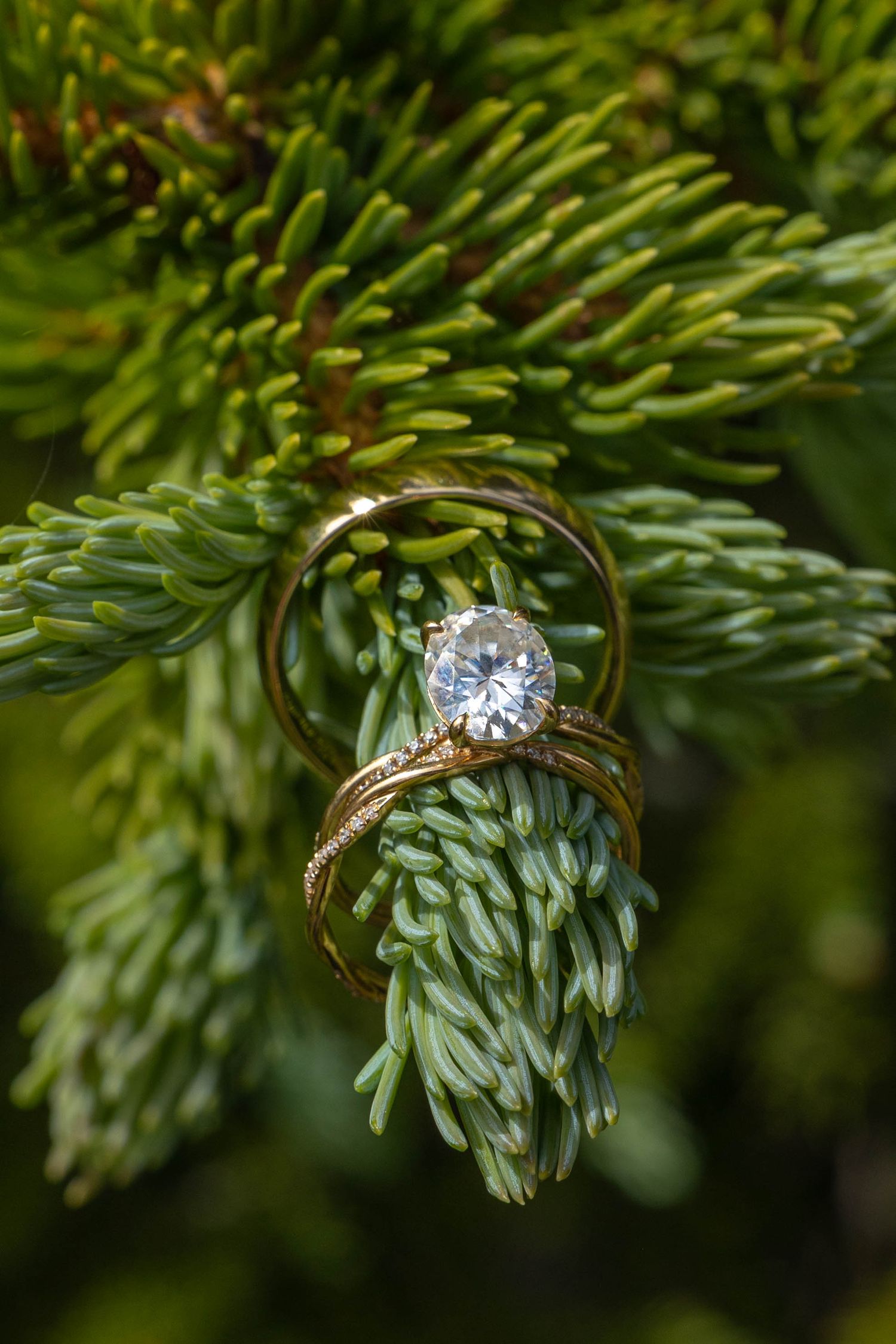 Gold diamond engagement ring and wedding band resting on green pine tree branches in a nature setting.
