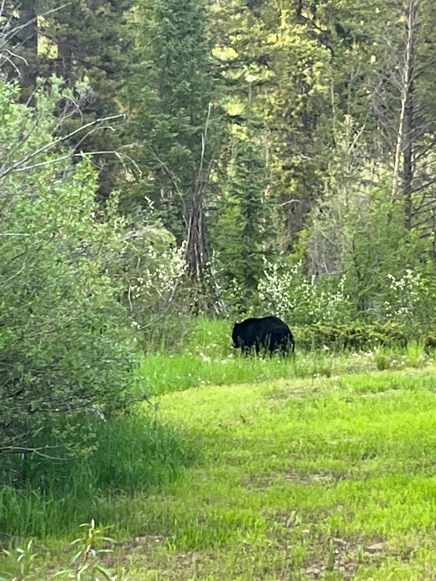 A black bear forages in a grassy clearing at the edge of a lush green forest.