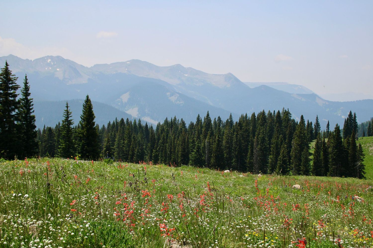 Alpine meadow filled with wildflowers and evergreen trees with mountain peaks in the distance.