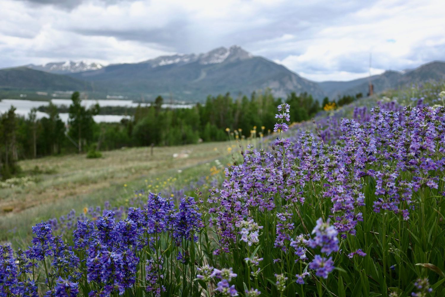 Purple lupine wildflowers bloom in a meadow against a backdrop of snow-capped mountains in Colorado.