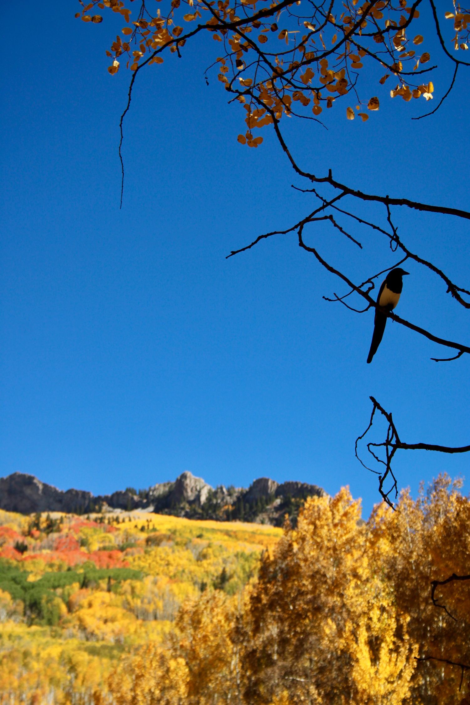 Golden aspen trees frame a mountain vista against bright blue autumn sky.