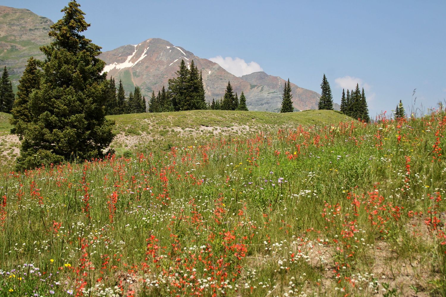 A scenic mountain meadow filled with vibrant red wildflowers and evergreen trees against a snow-capped peak backdrop. Crested Butte.