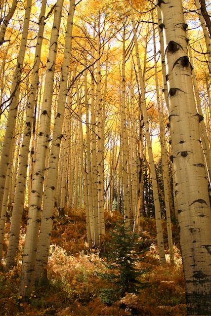 Grove of golden aspen trees with white bark creating a natural corridor in fall colors.