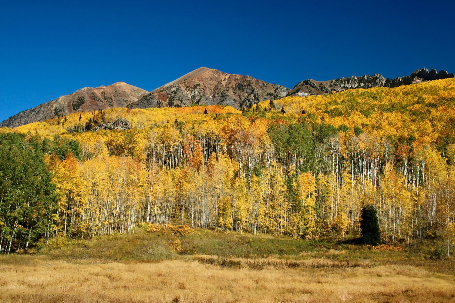 Autumn aspen trees with golden foliage blanket a Rocky Mountain hillside under a clear blue sky.