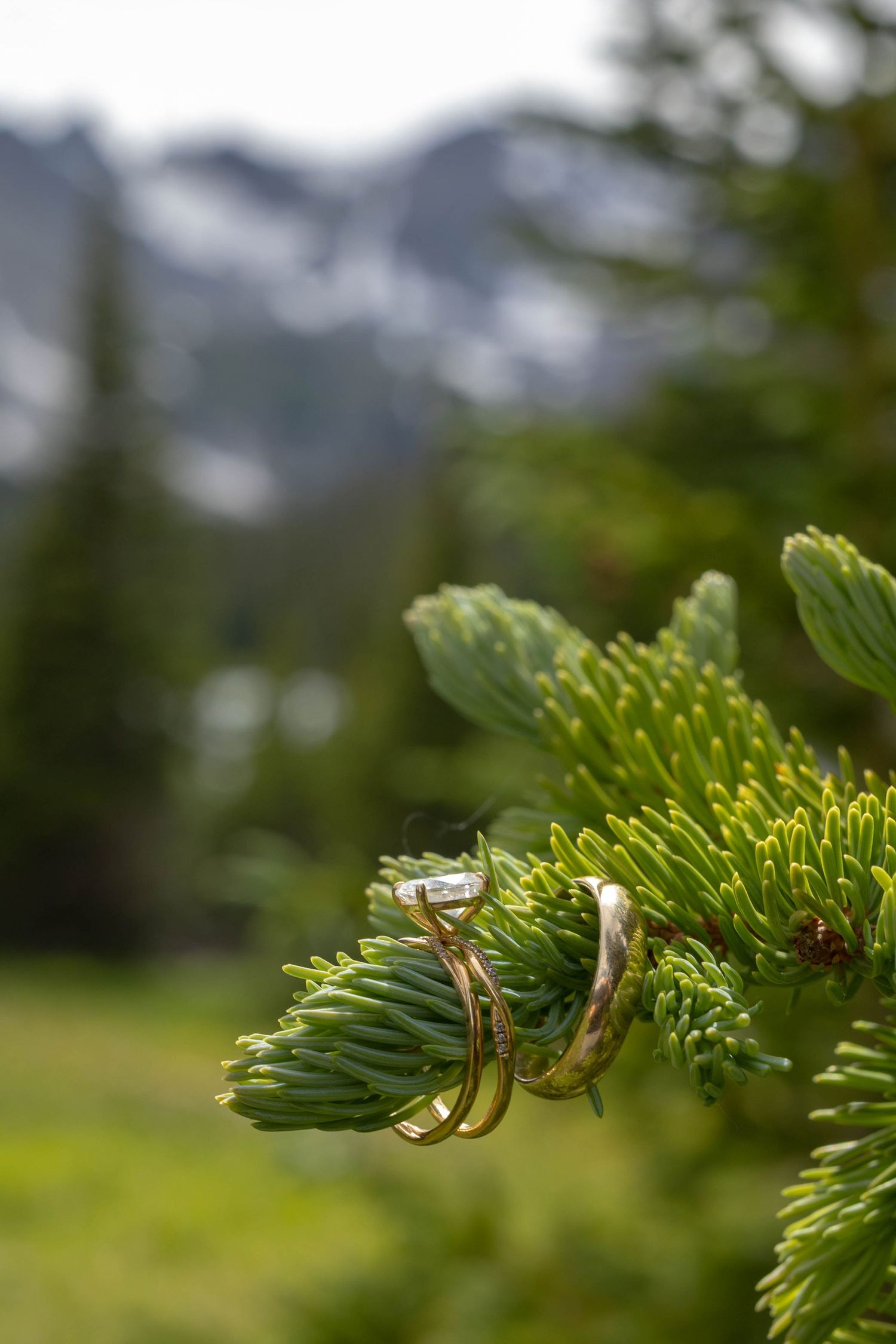 Two gold wedding rings rest on a pine branch with mountain scenery in the background at an outdoor wedding.
