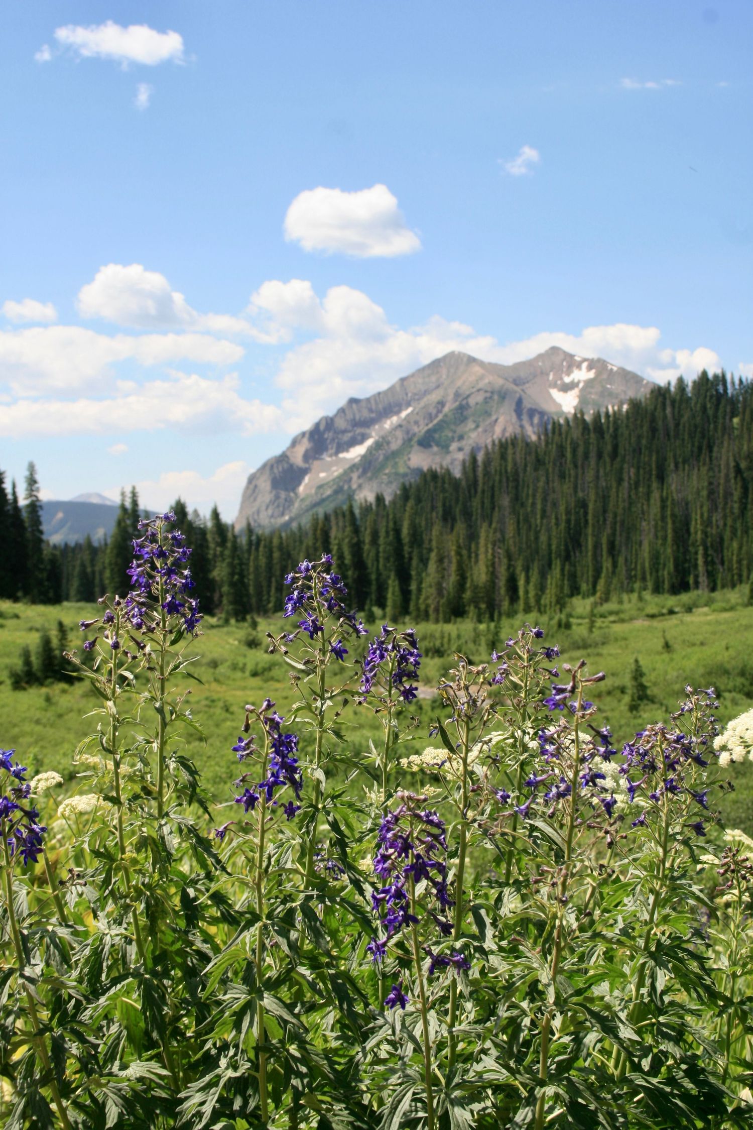 Purple wildflowers bloom in an alpine meadow with majestic mountain peaks rising in the background.