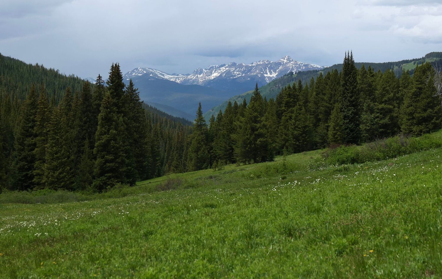 Snow-capped mountain peaks rise behind a green meadow and evergreen forest in the Colorado wilderness.