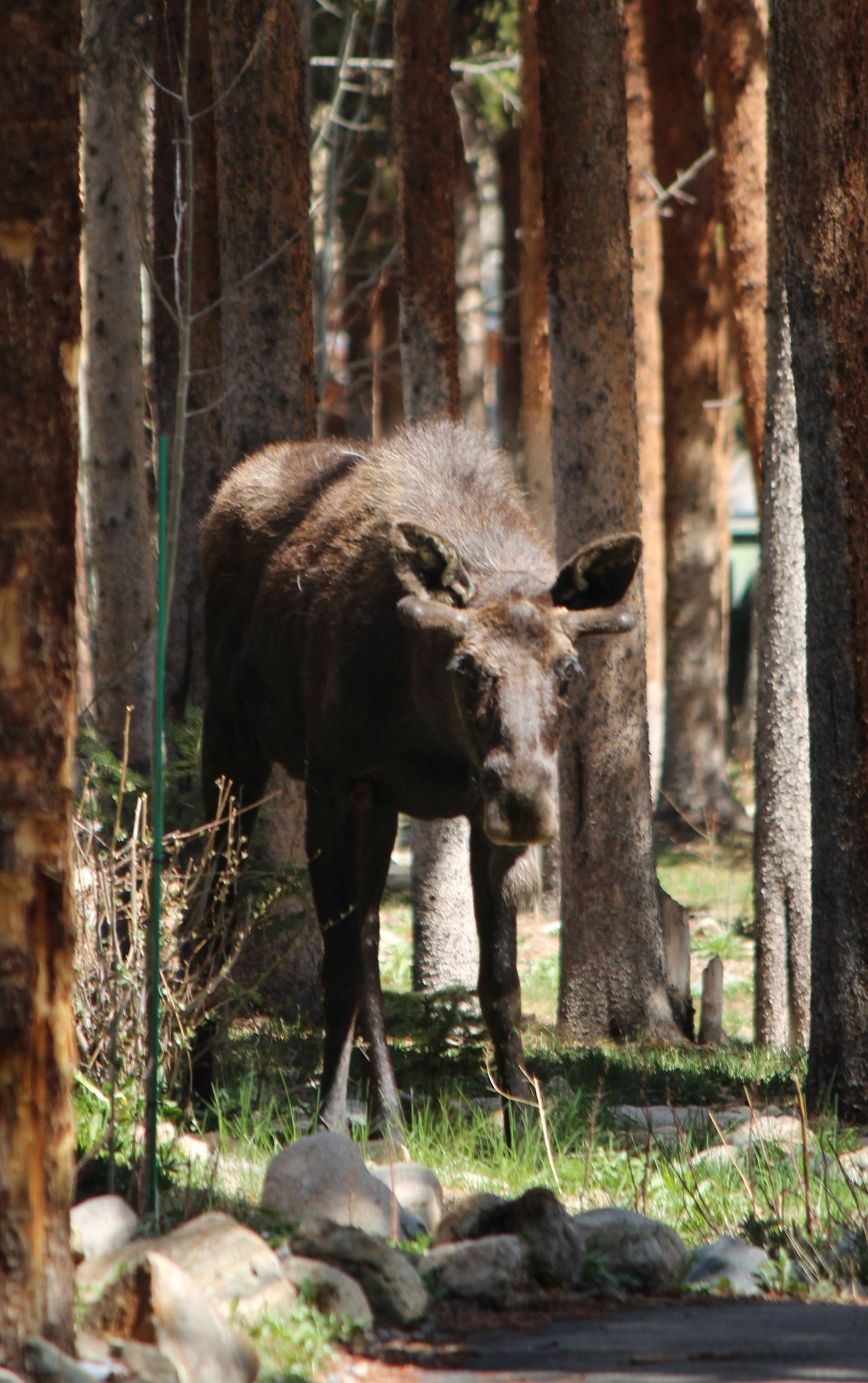 A young bull moose stares down the camera in a neighborhood in Breckenridge,
