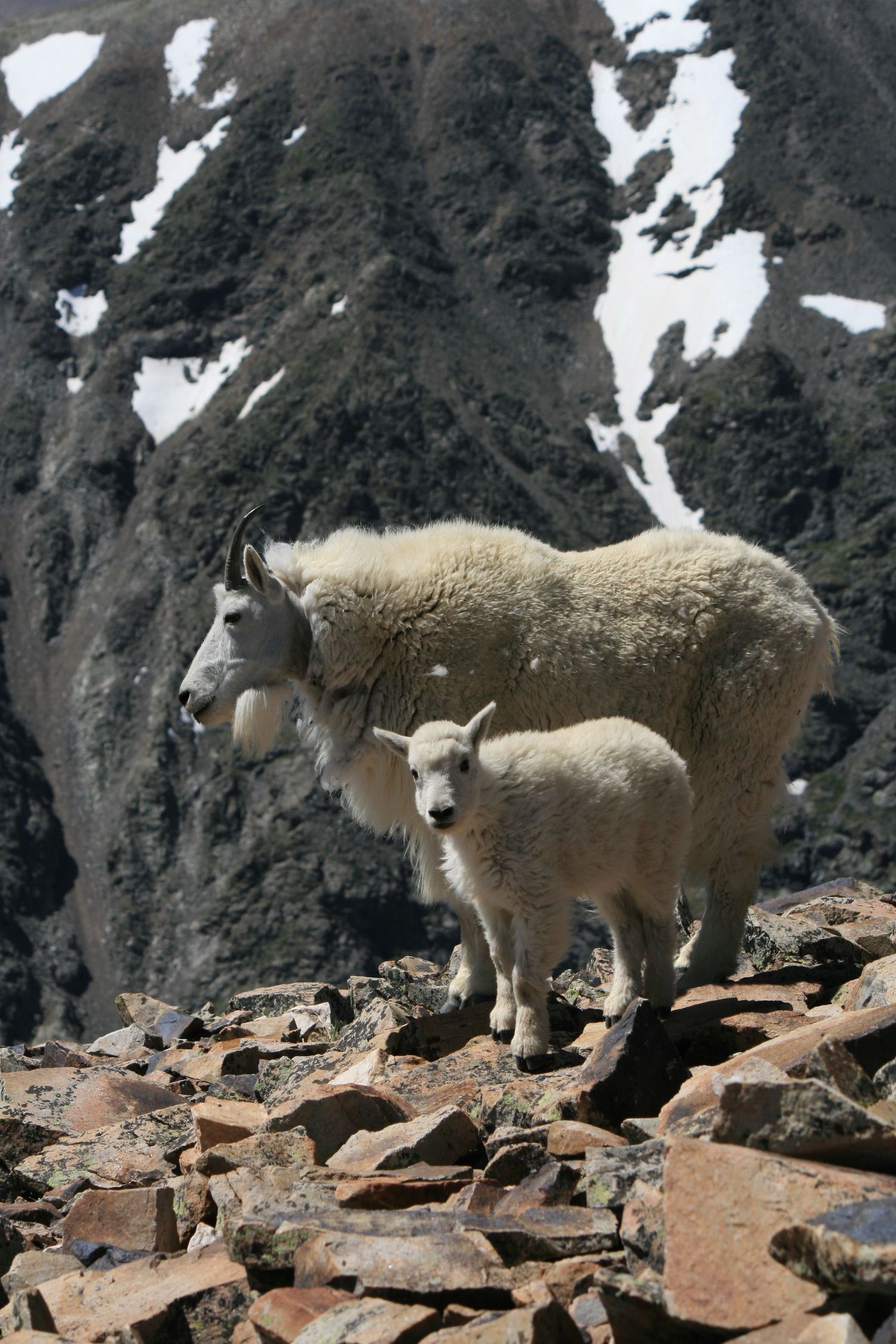 Mountain goat standing on rocky terrain with snow-capped peaks in the background.
