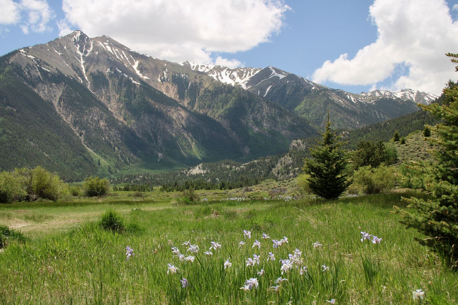 Panoramic view of snow-capped mountain peaks and green meadows under a bright blue summer sky. Twin Lakes, Leadville