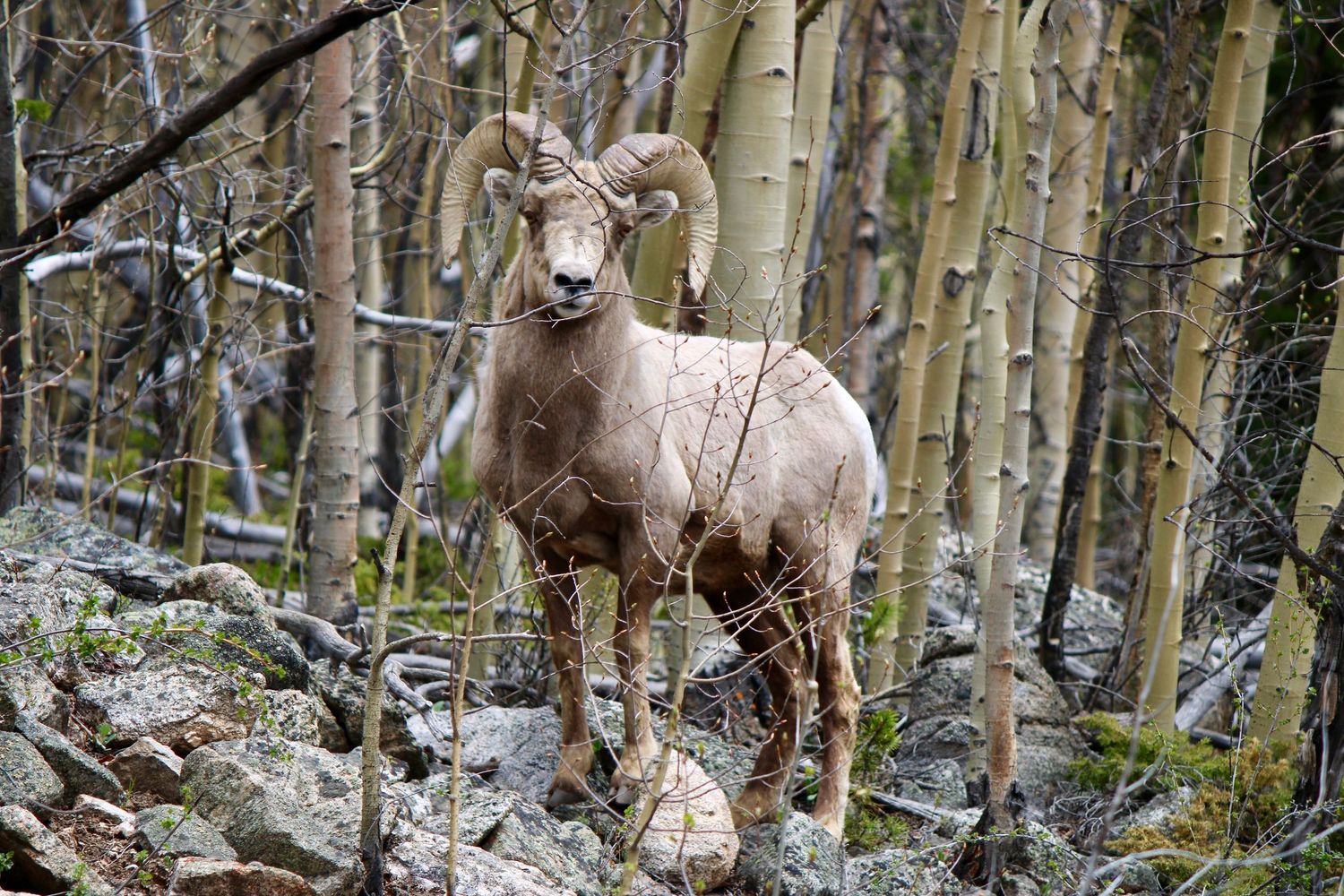 Bighorn sheep standing among aspen trees in a rocky mountain forest setting.