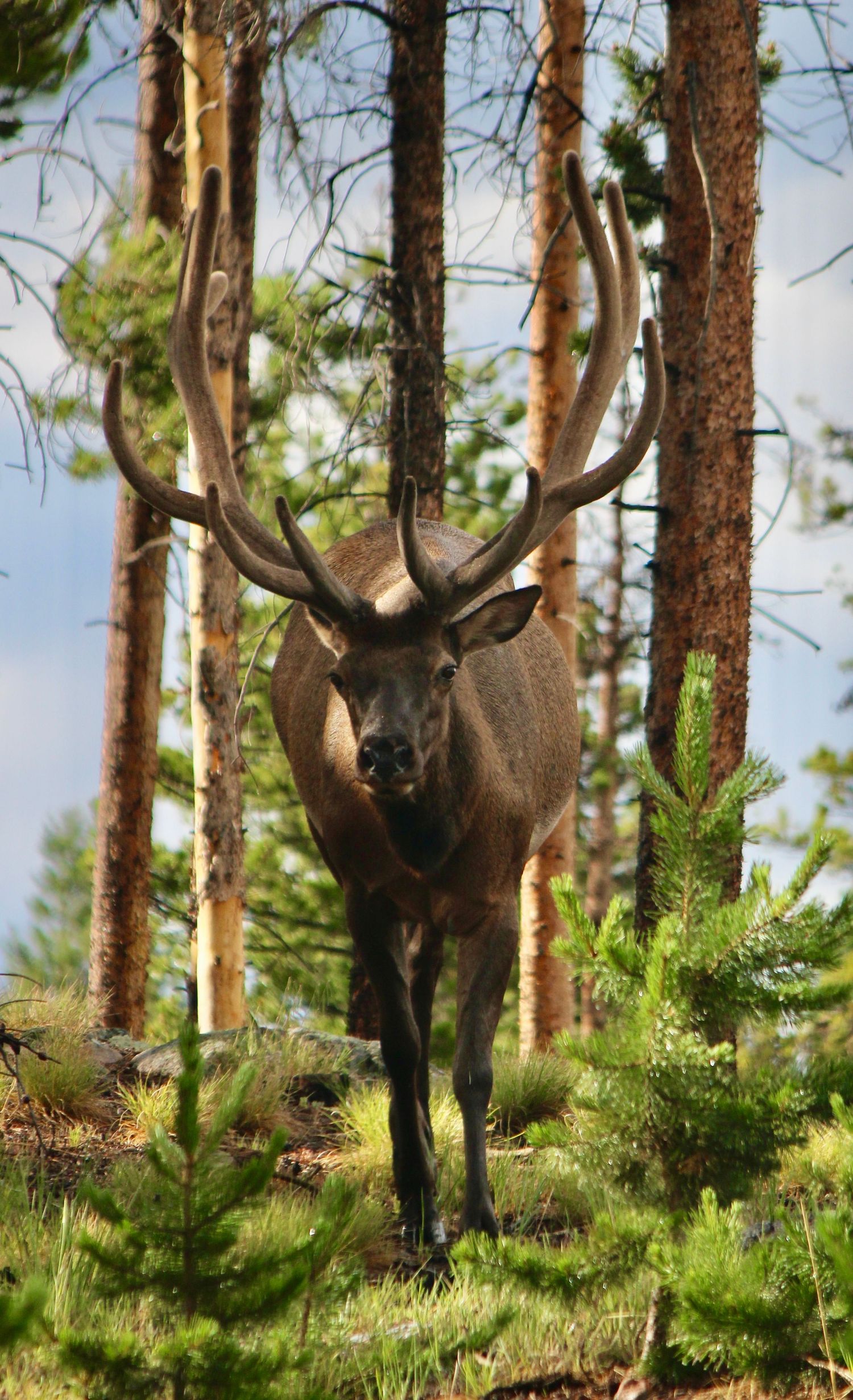 A majestic bull elk with large antlers stands among pine trees in a forest setting.